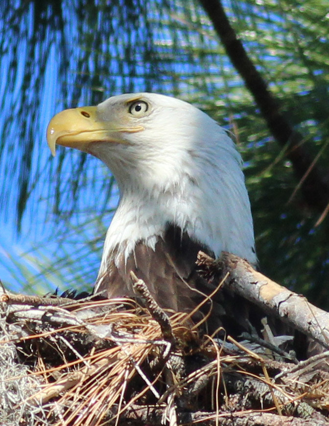 Canon EOS 600D (Rebel EOS T3i / EOS Kiss X5) + Canon EF 400mm F5.6L USM sample photo. Eagle portrait photography