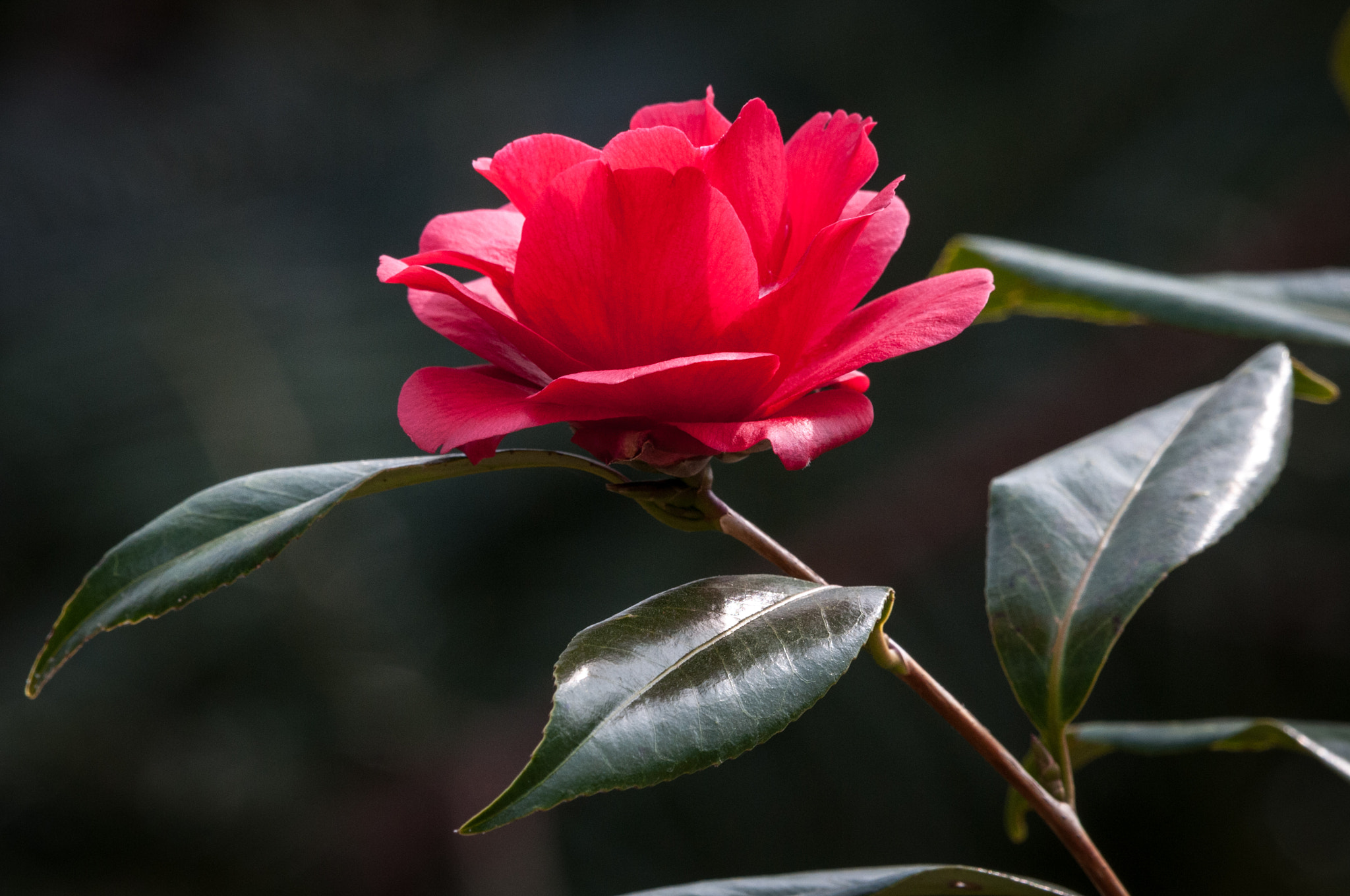 Nikon D300 sample photo. Camellia 'kuro delight' photography