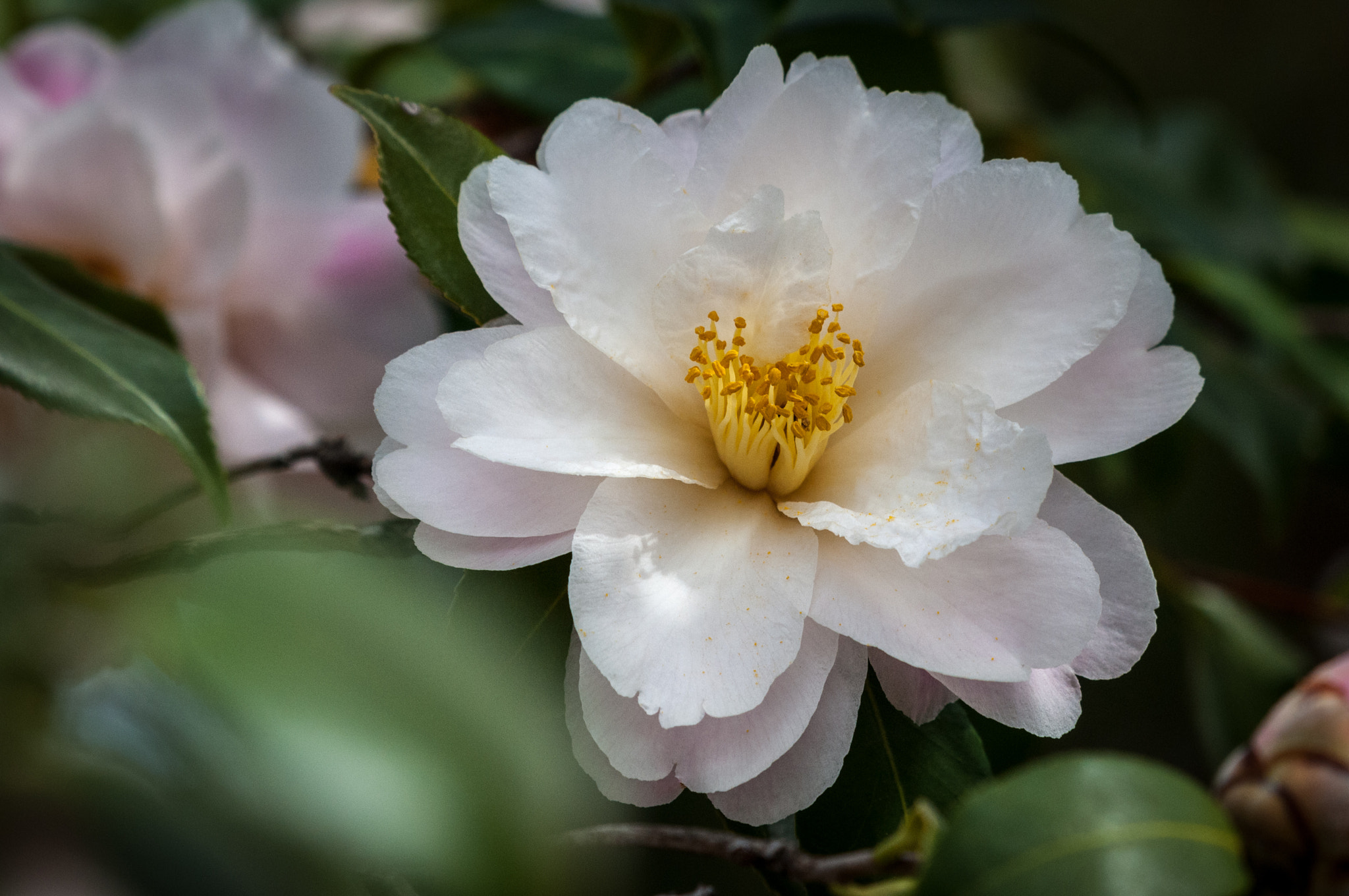 Nikon AF-S Nikkor 200-500mm F5.6E ED VR sample photo. Camellia 'star above star' photography