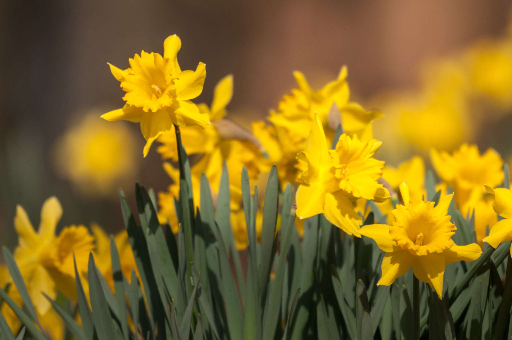 Nikon AF-S Nikkor 200-500mm F5.6E ED VR sample photo. Early daffodils photography
