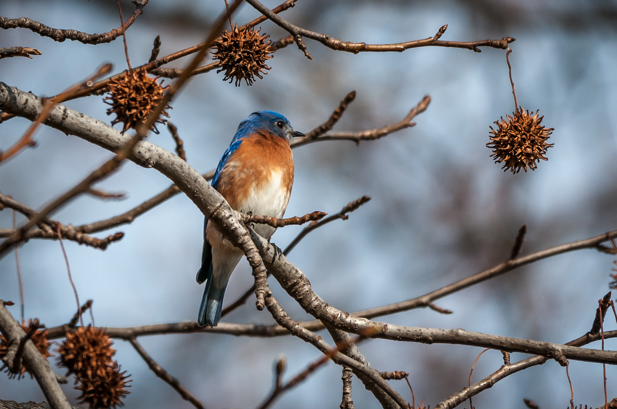 Nikon AF-S Nikkor 200-500mm F5.6E ED VR sample photo. Bluebird in sweetgum photography