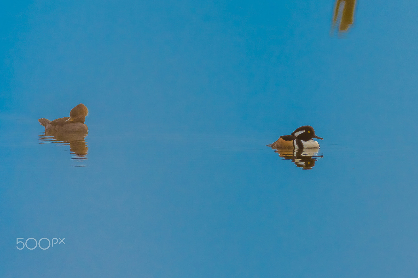 Sigma 150-600mm F5-6.3 DG OS HSM | C sample photo. Suj photography
