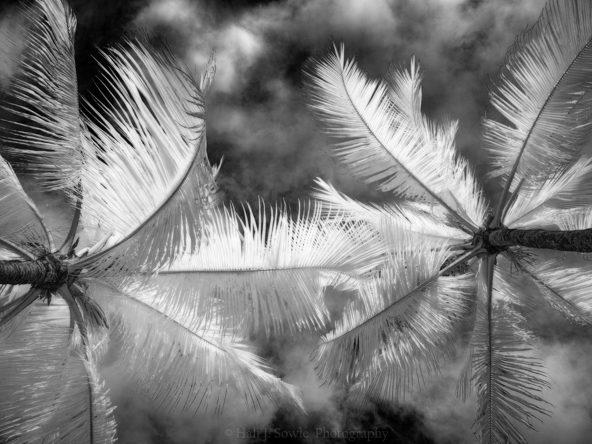 Panasonic Lumix DMC-GX7 sample photo. Ethereal palm trees photography