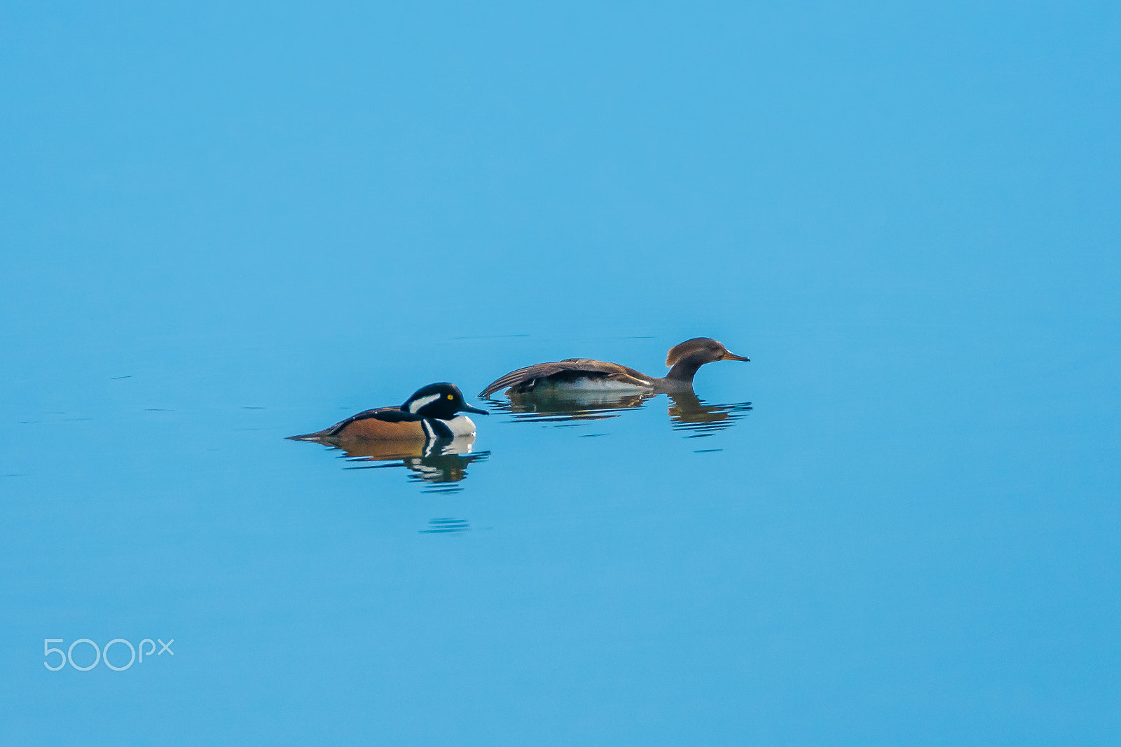 Sigma 150-600mm F5-6.3 DG OS HSM | C sample photo. Suj photography