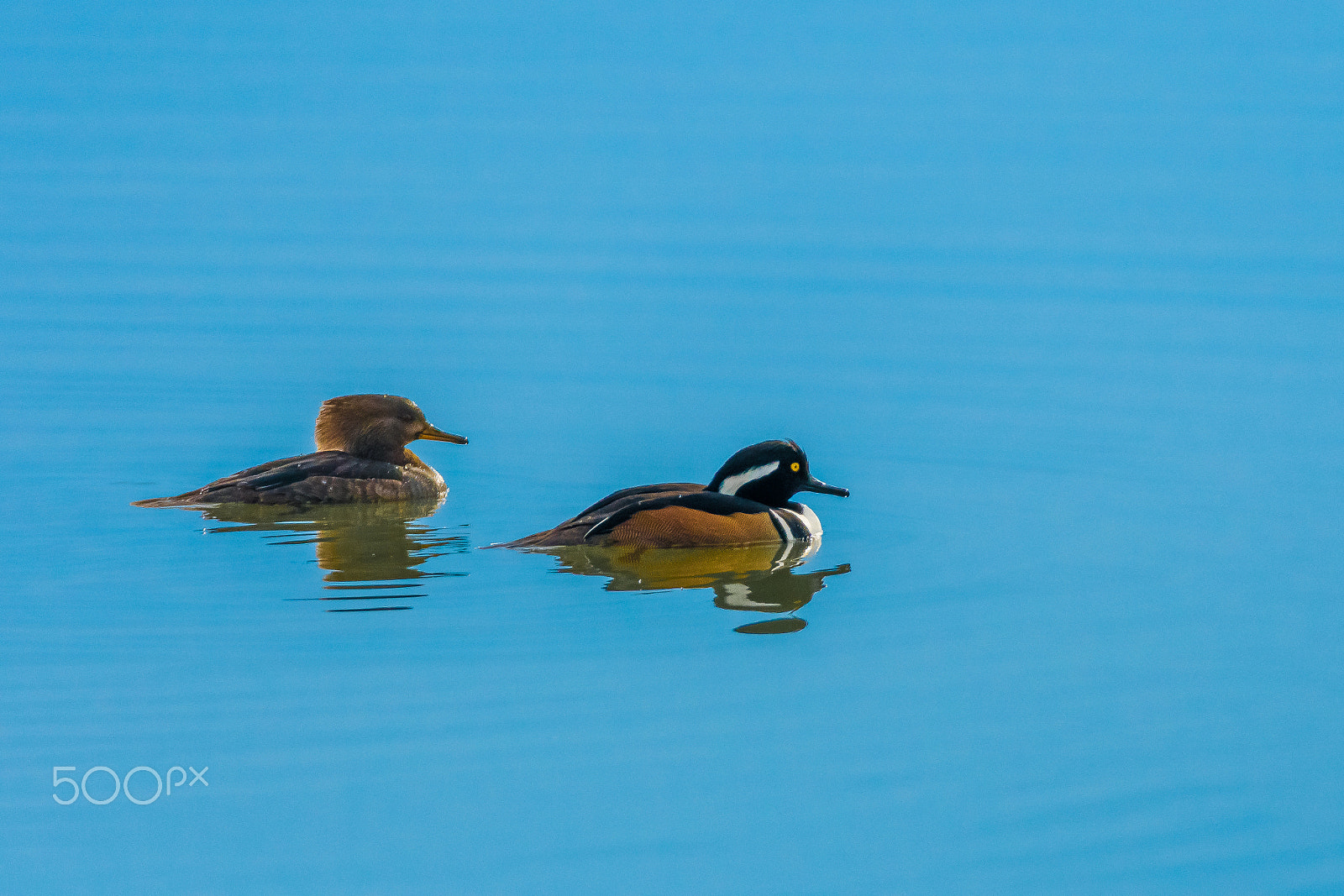 Sigma 150-600mm F5-6.3 DG OS HSM | C sample photo. Suj photography