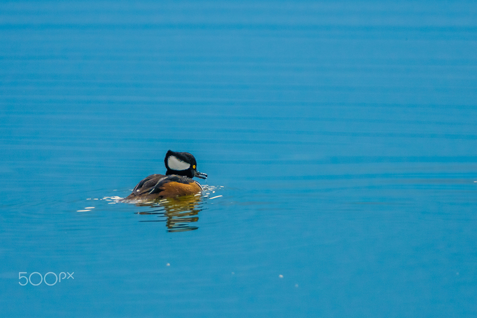 Sigma 150-600mm F5-6.3 DG OS HSM | C sample photo. Suj photography