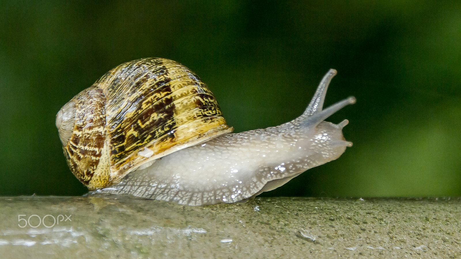Canon EOS 7D + Sigma 18-200mm f/3.5-6.3 DC OS HSM [II] sample photo. Snail - caracol photography