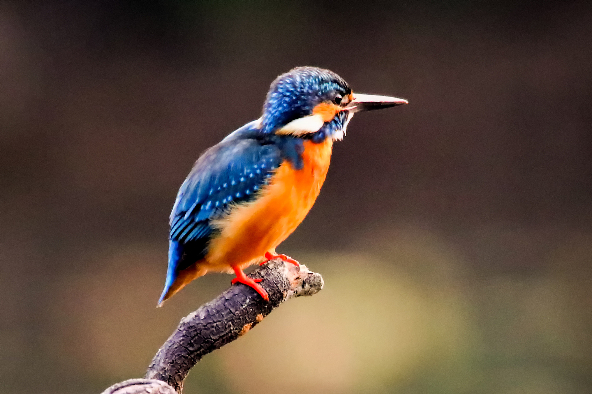 Canon EOS-1D X Mark II sample photo. Alcedo photography