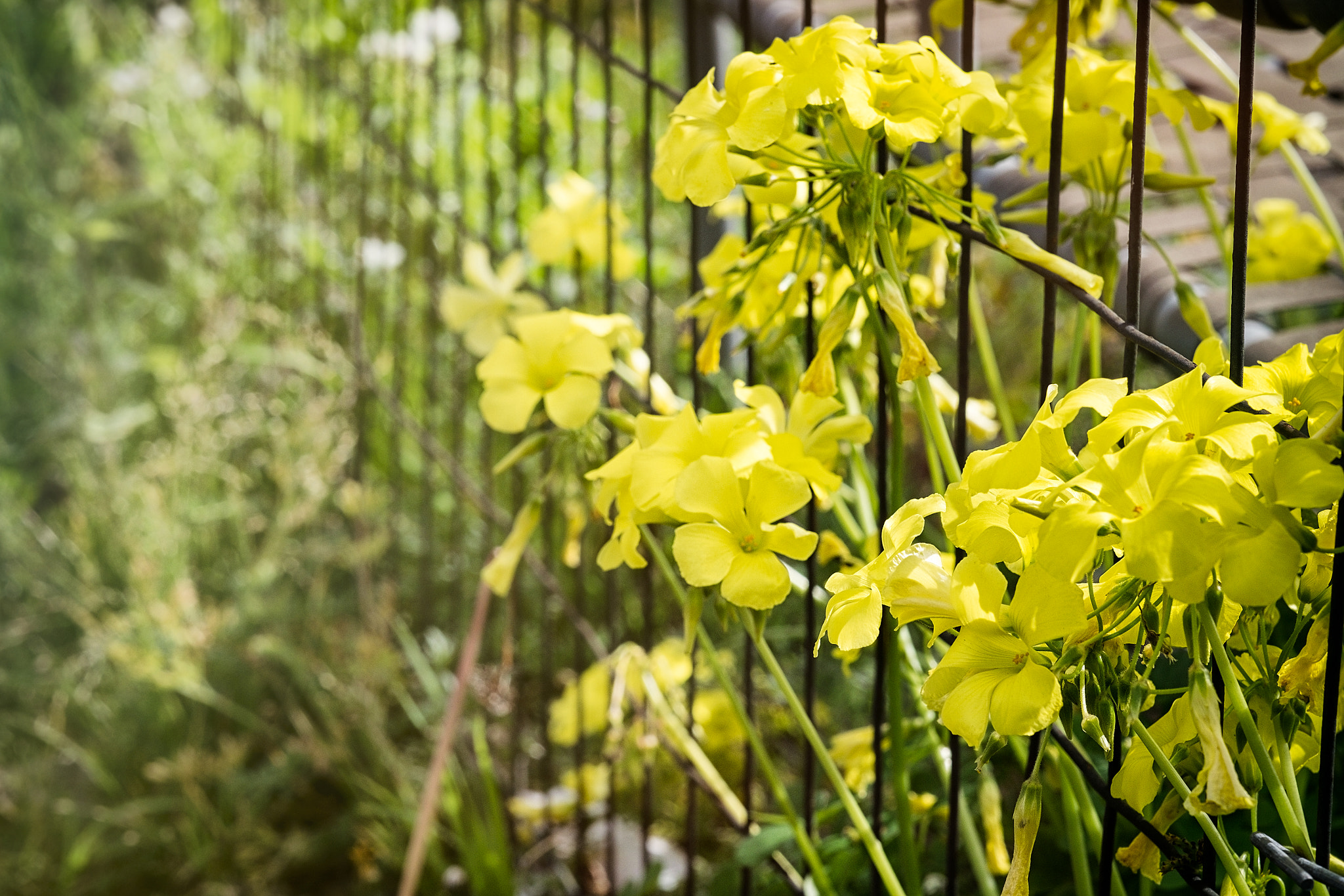 Fujifilm X-T1 + Fujifilm XF 56mm F1.2 R sample photo. Nature's beauty can not be restrained by the barriers of man photography