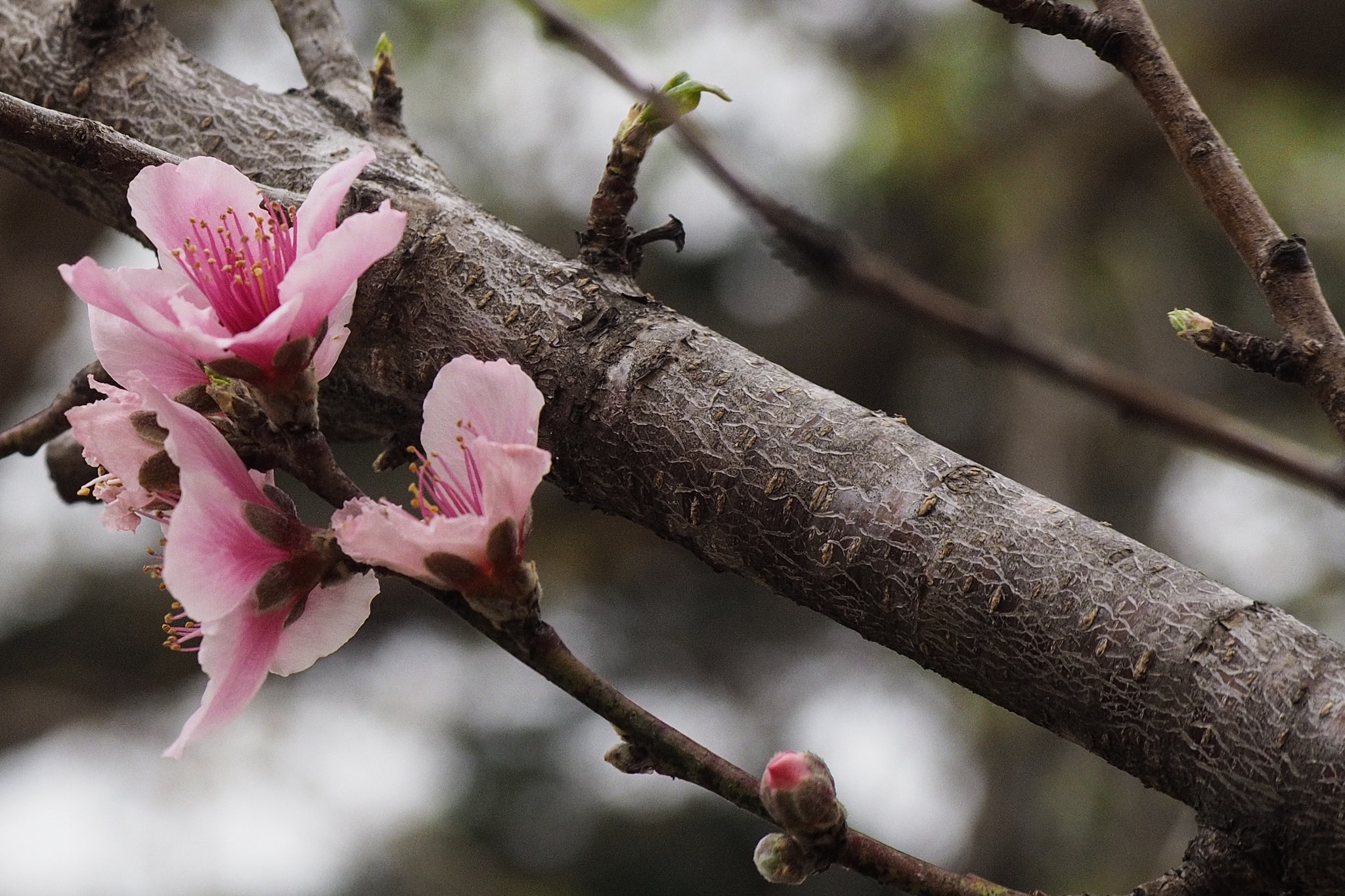 Olympus OM-D E-M10 sample photo. Spring has sprung photography