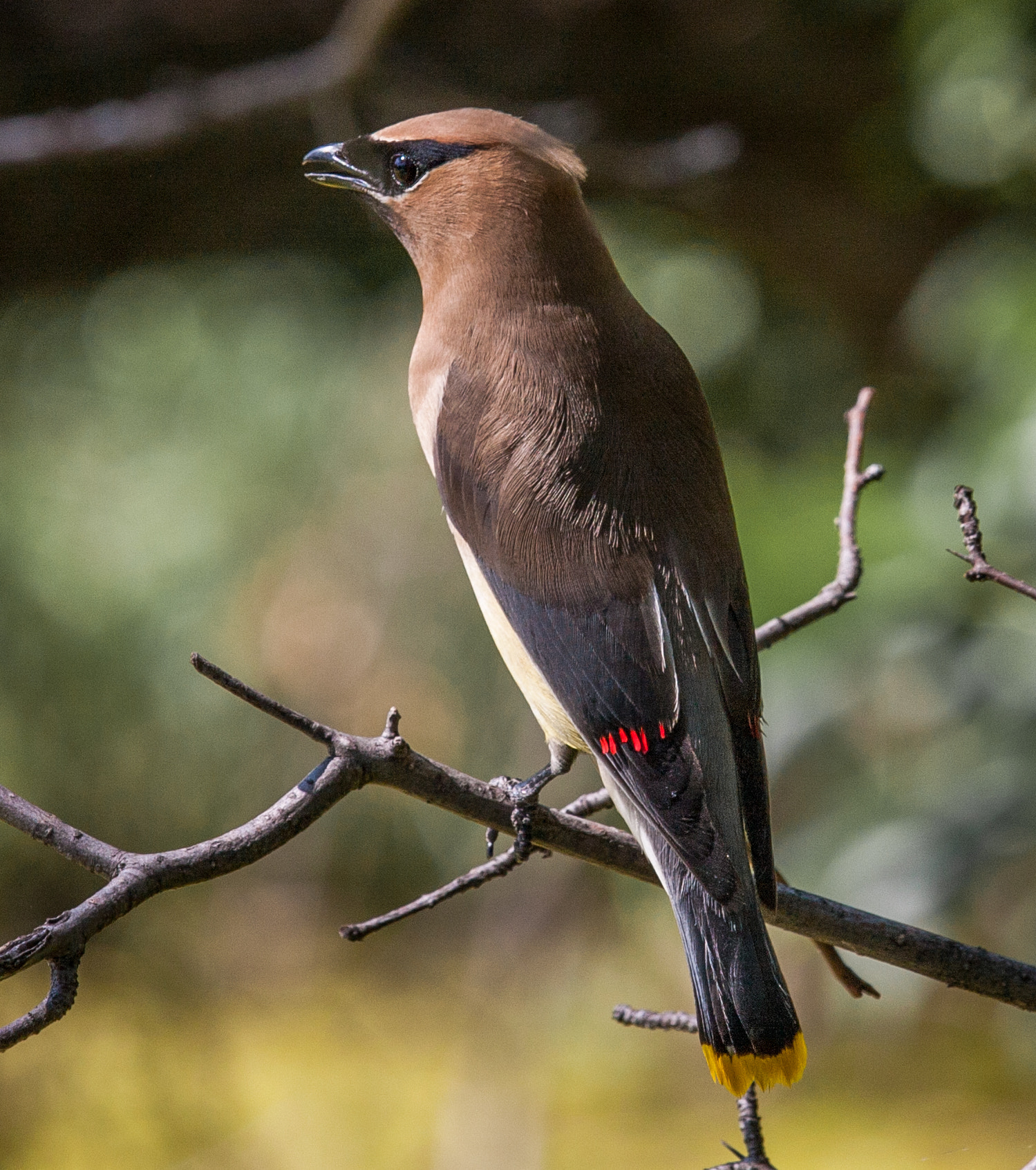 Canon EF-S 55-250mm F4-5.6 IS STM sample photo. Cedar waxwing photography