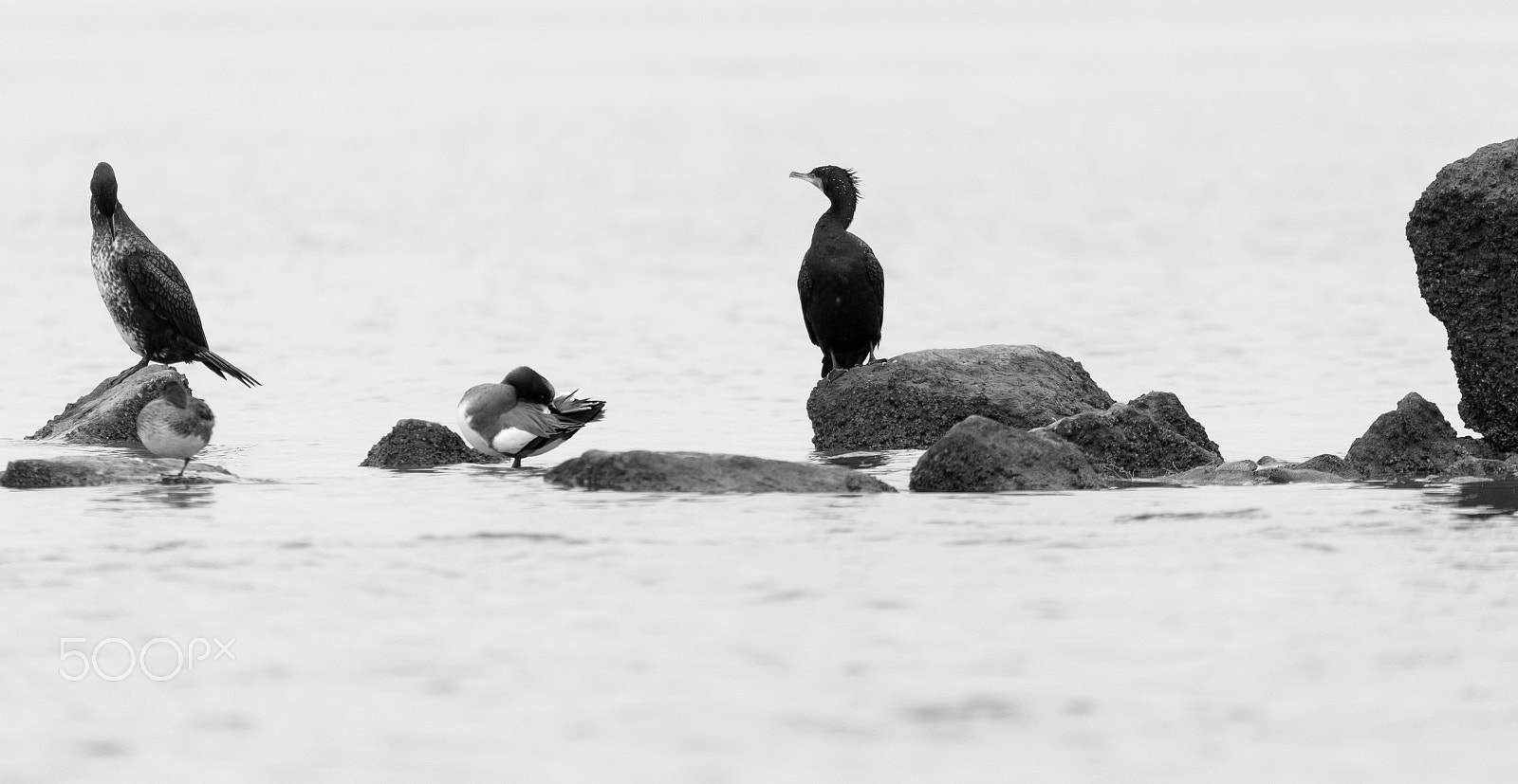 Sigma 150-600mm F5-6.3 DG OS HSM | S sample photo. Sea birds stand on the rock in the sea photography