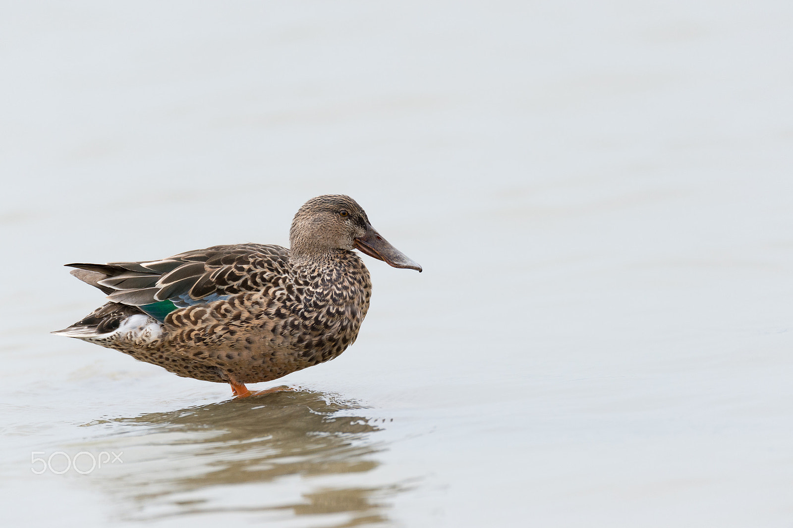 Nikon D4S + Sigma 150-600mm F5-6.3 DG OS HSM | S sample photo. A lonely duck stands in the water. photography