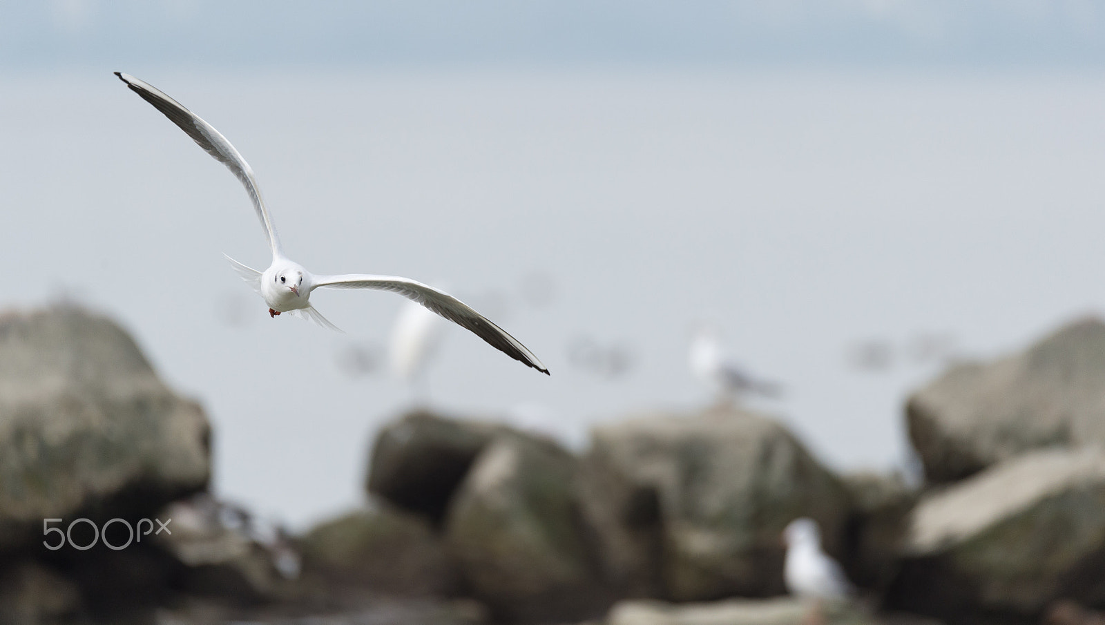 Nikon D4S + Sigma 150-600mm F5-6.3 DG OS HSM | S sample photo. A flying seagull photography