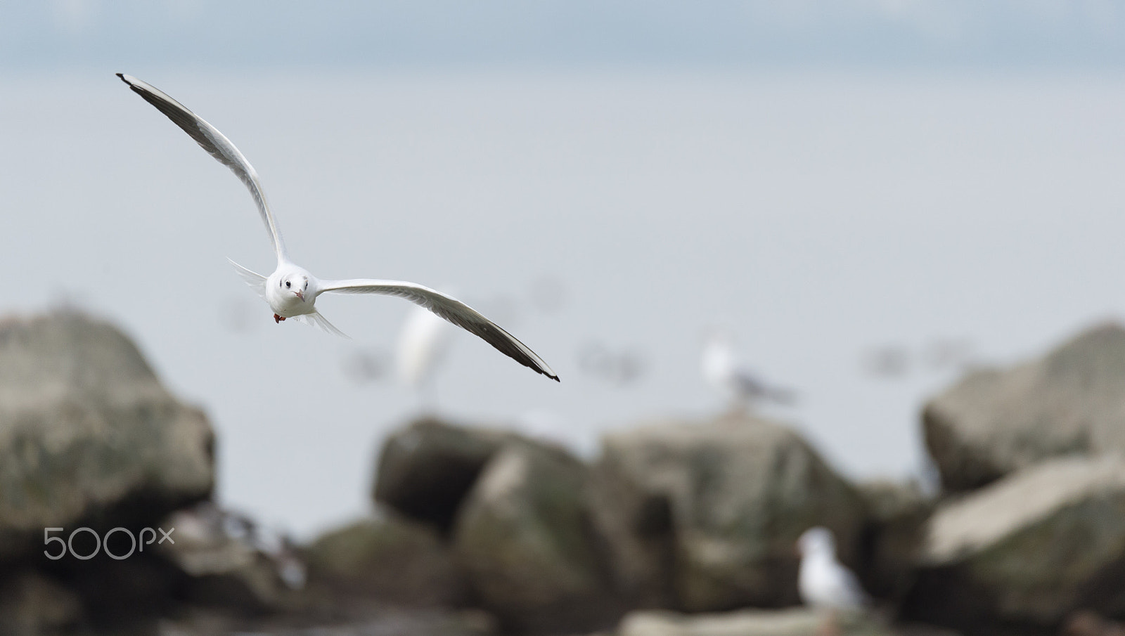 Sigma 150-600mm F5-6.3 DG OS HSM | S sample photo. A flying seagull photography