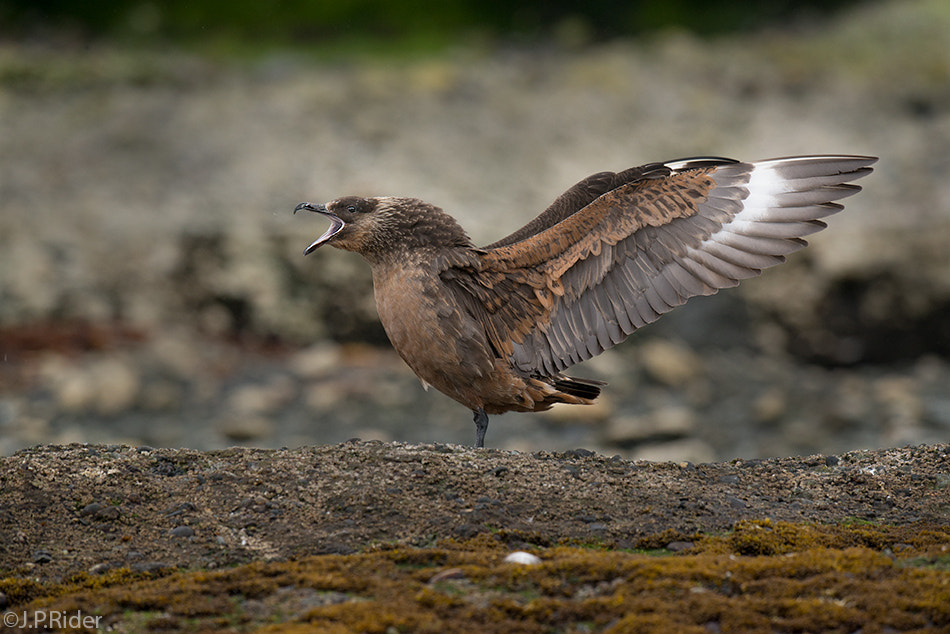 Nikon D800 + Nikon AF-S Nikkor 500mm F4G ED VR sample photo. Stercorarius chilensis photography