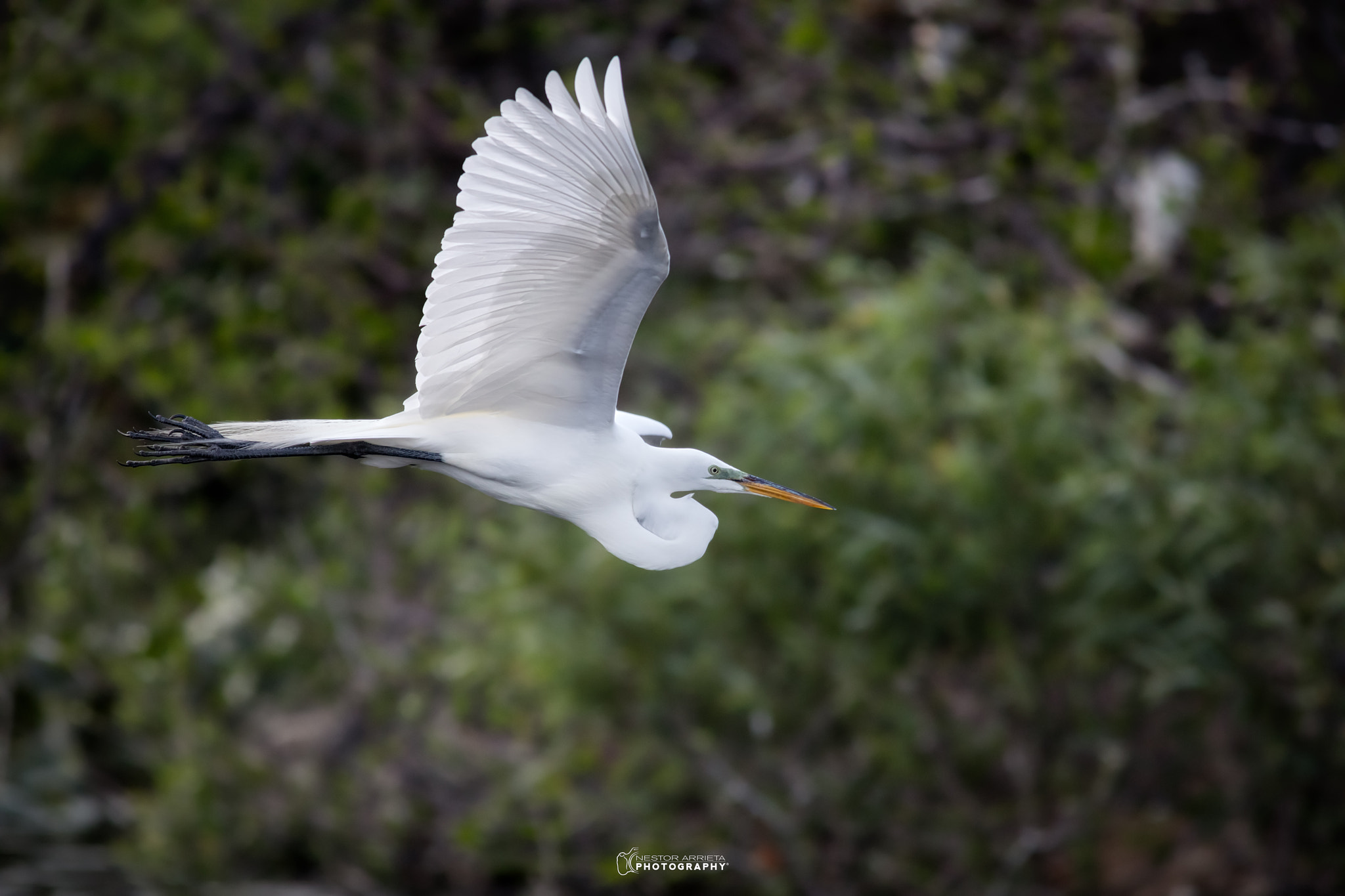 Canon EF 400mm F5.6L USM sample photo. Great egretd photography