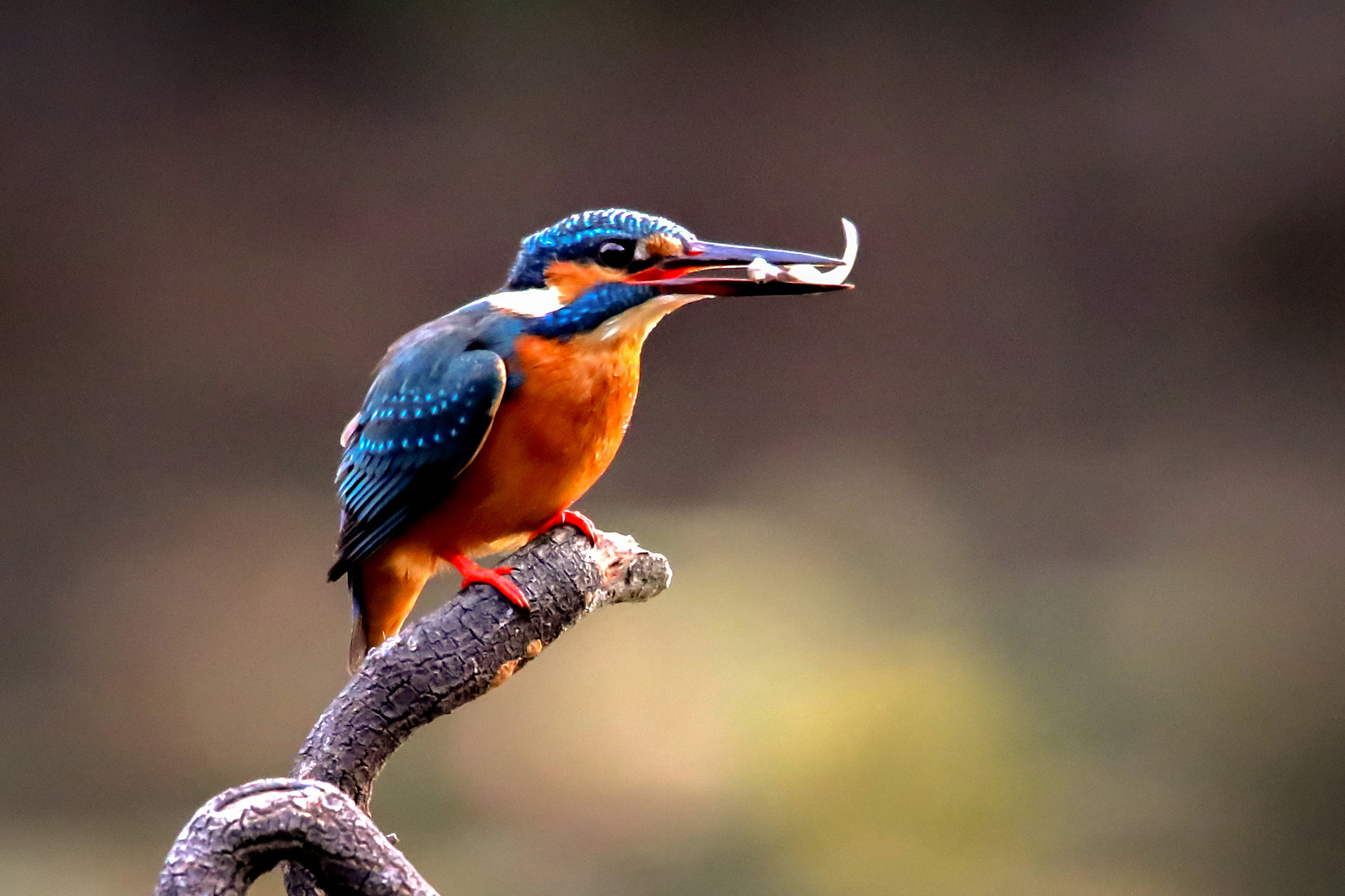 Canon EOS-1D X Mark II sample photo. Alcedo photography