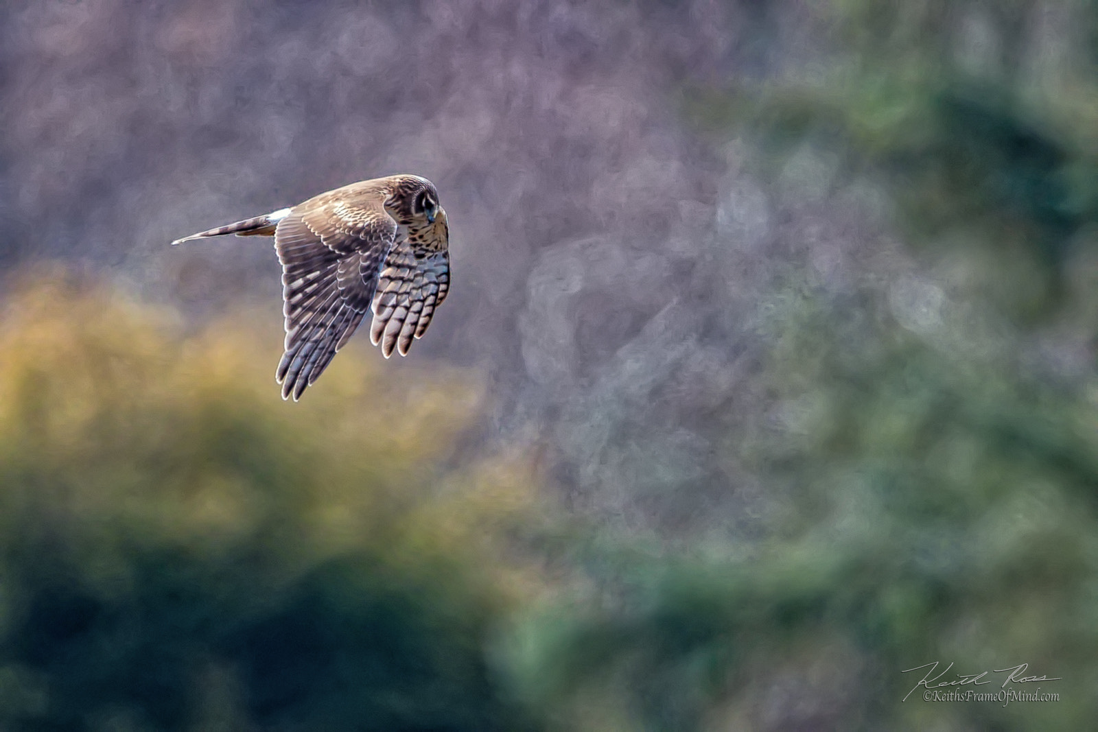 Canon EOS-1D X Mark II + Canon EF 600mm F4L IS II USM sample photo. 352. northern harrier photography