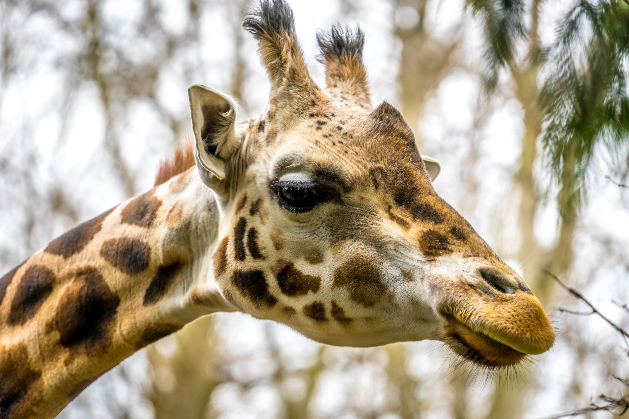 Sony FE 70-300mm F4.5-5.6 G OSS sample photo. Seattle's woodland park zoo photography