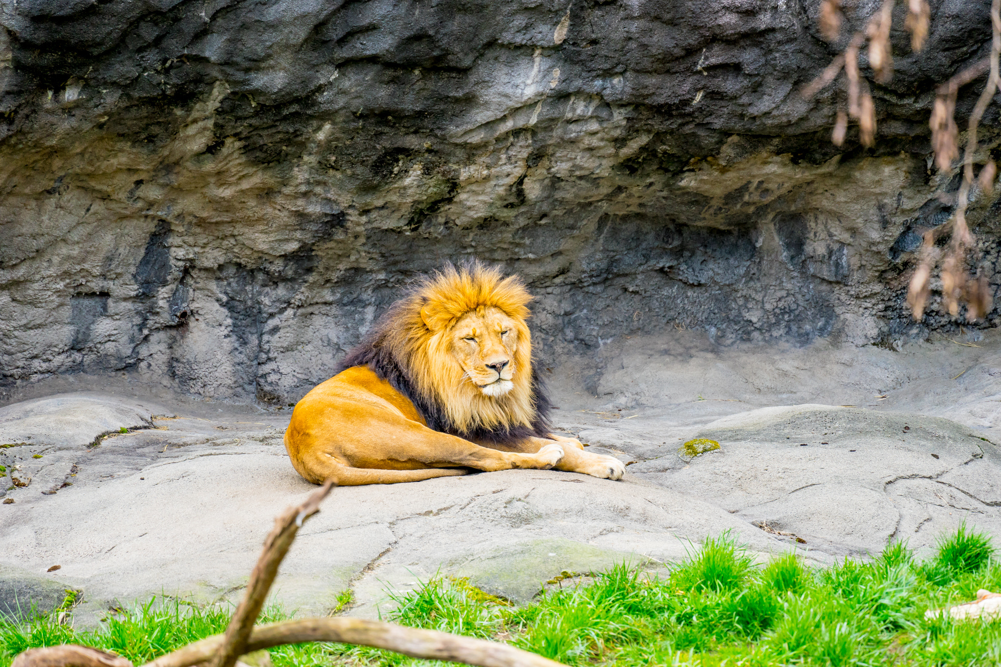 Sony a7 II + Sony FE 70-300mm F4.5-5.6 G OSS sample photo. Seattle's woodland park zoo photography