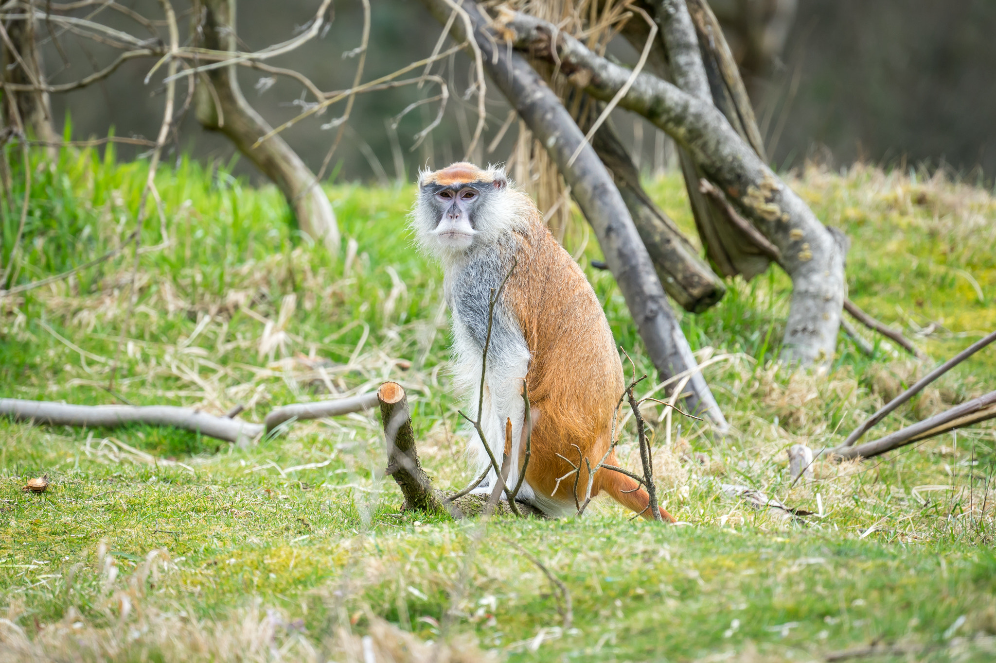 Sony FE 70-300mm F4.5-5.6 G OSS sample photo. Seattle's woodland park zoo photography