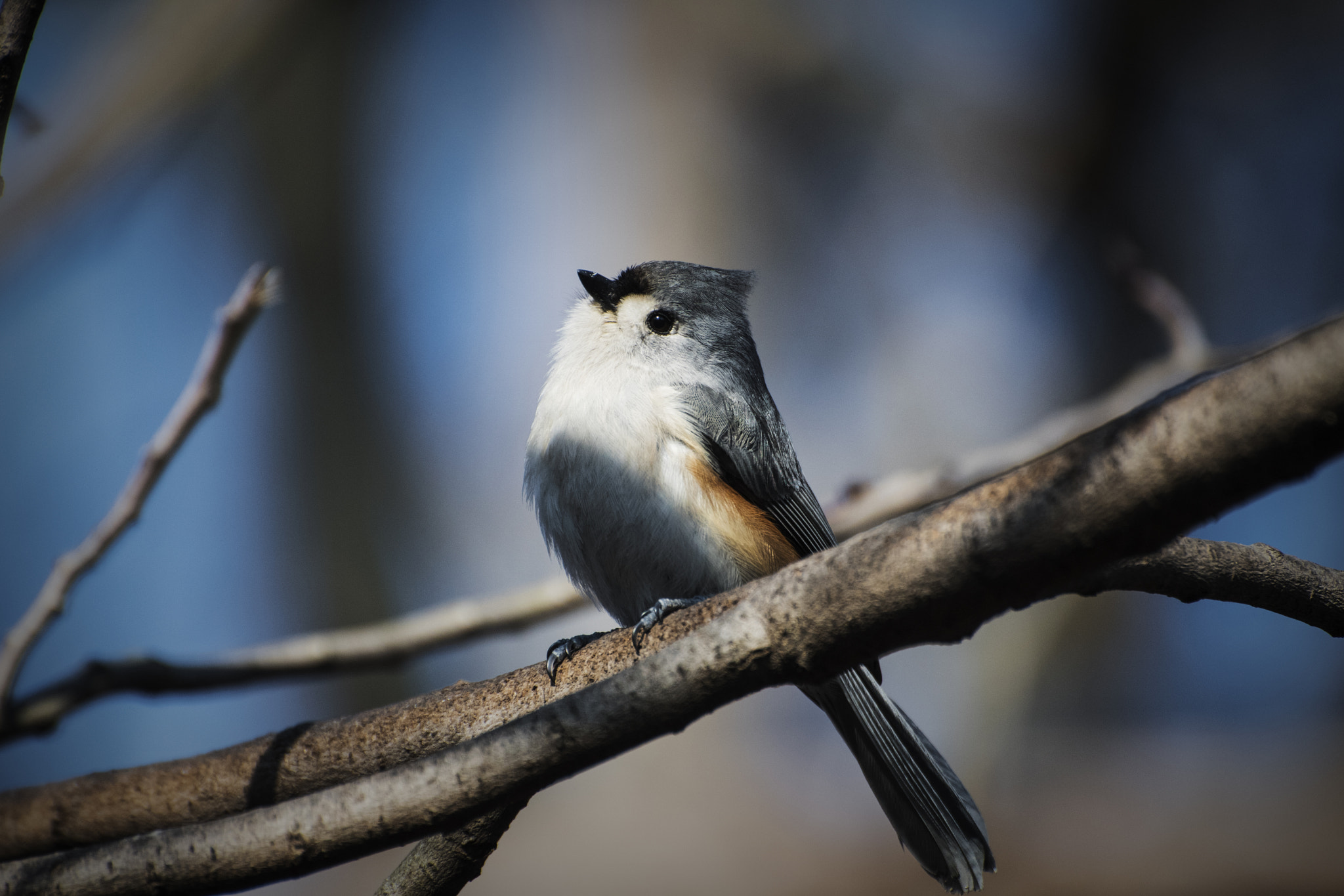 Nikon D500 sample photo. Raise your face to the sun. windsor, on. photography