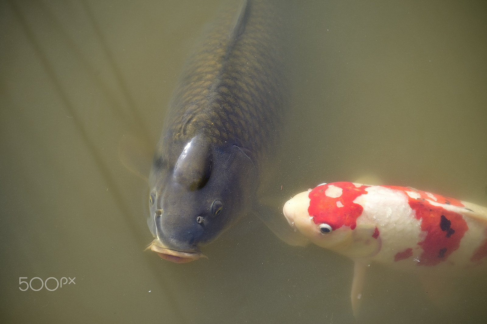 Nikon D800E sample photo. Carp whispered to photography