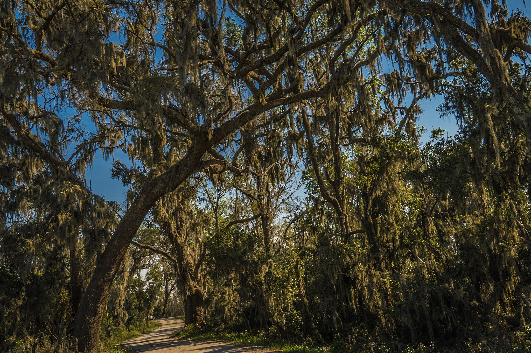 Sony a6300 + Sony E PZ 18-200mm F3.5-6.3 OSS sample photo. Savanah national wildlife preserve. photography