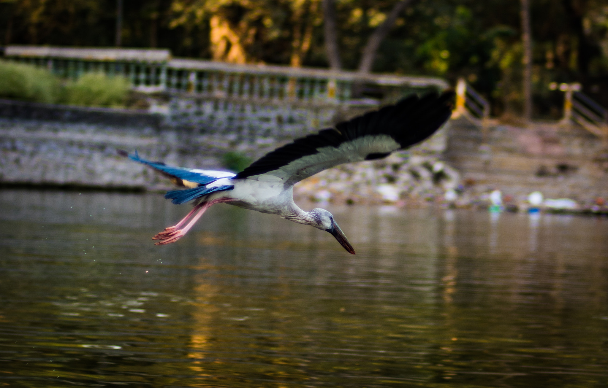 Nikon D7200 + Nikon AF Nikkor 50mm F1.4D sample photo. Fly! photography