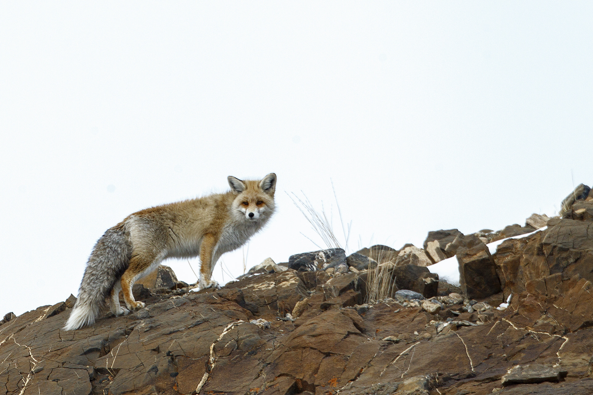 Canon EF 500mm F4L IS USM sample photo. Red fox photography