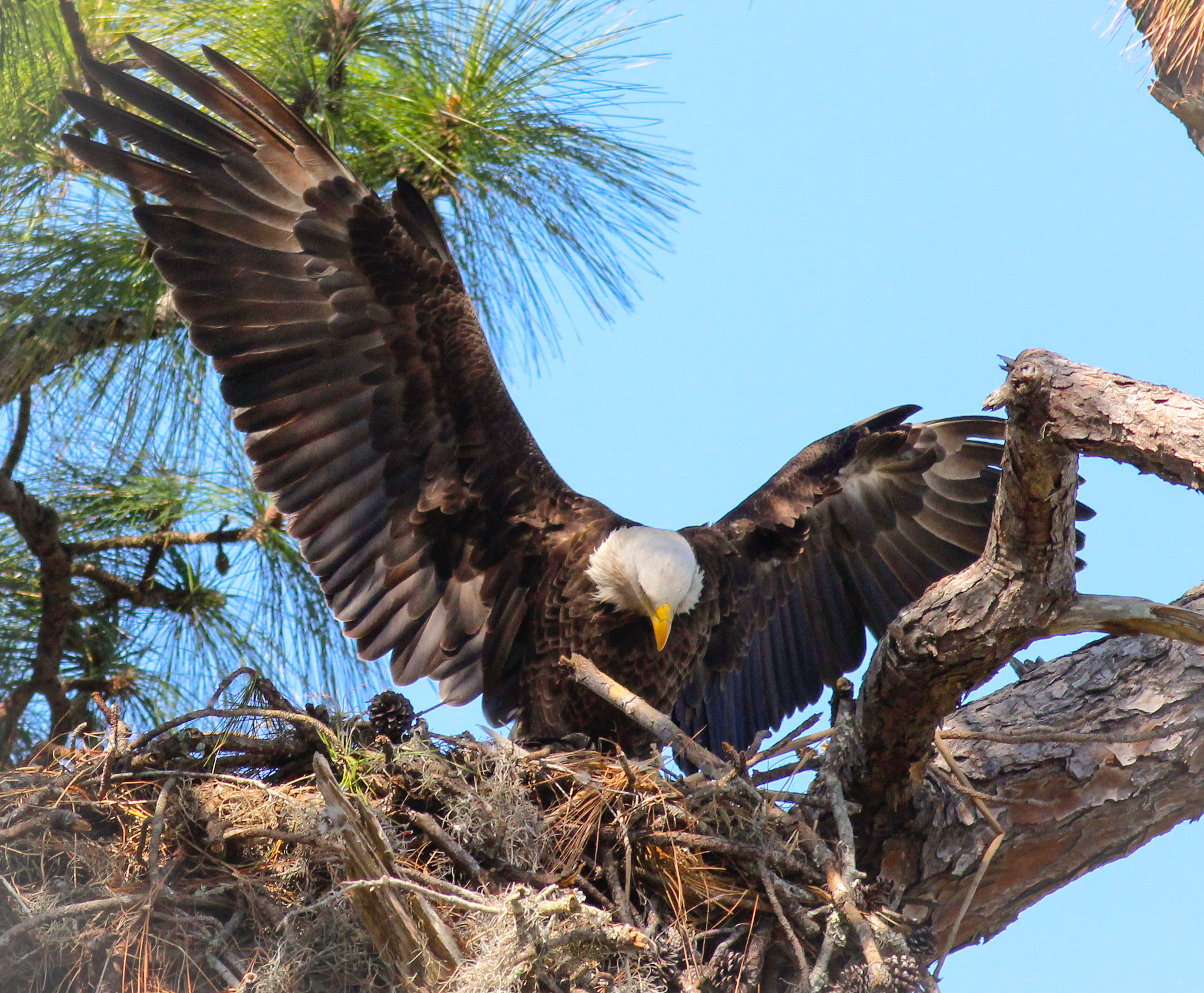 Canon EOS 600D (Rebel EOS T3i / EOS Kiss X5) + Canon EF 400mm F5.6L USM sample photo. Wings photography