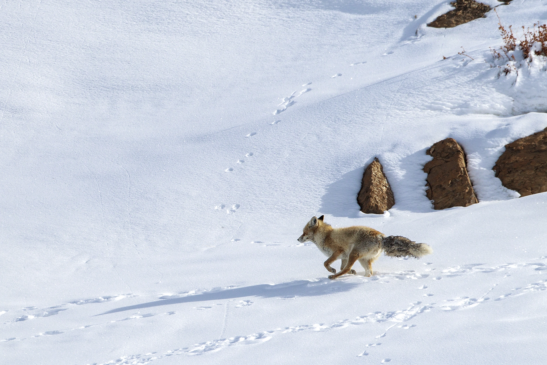 Canon EF 500mm F4L IS USM sample photo. Red fox photography