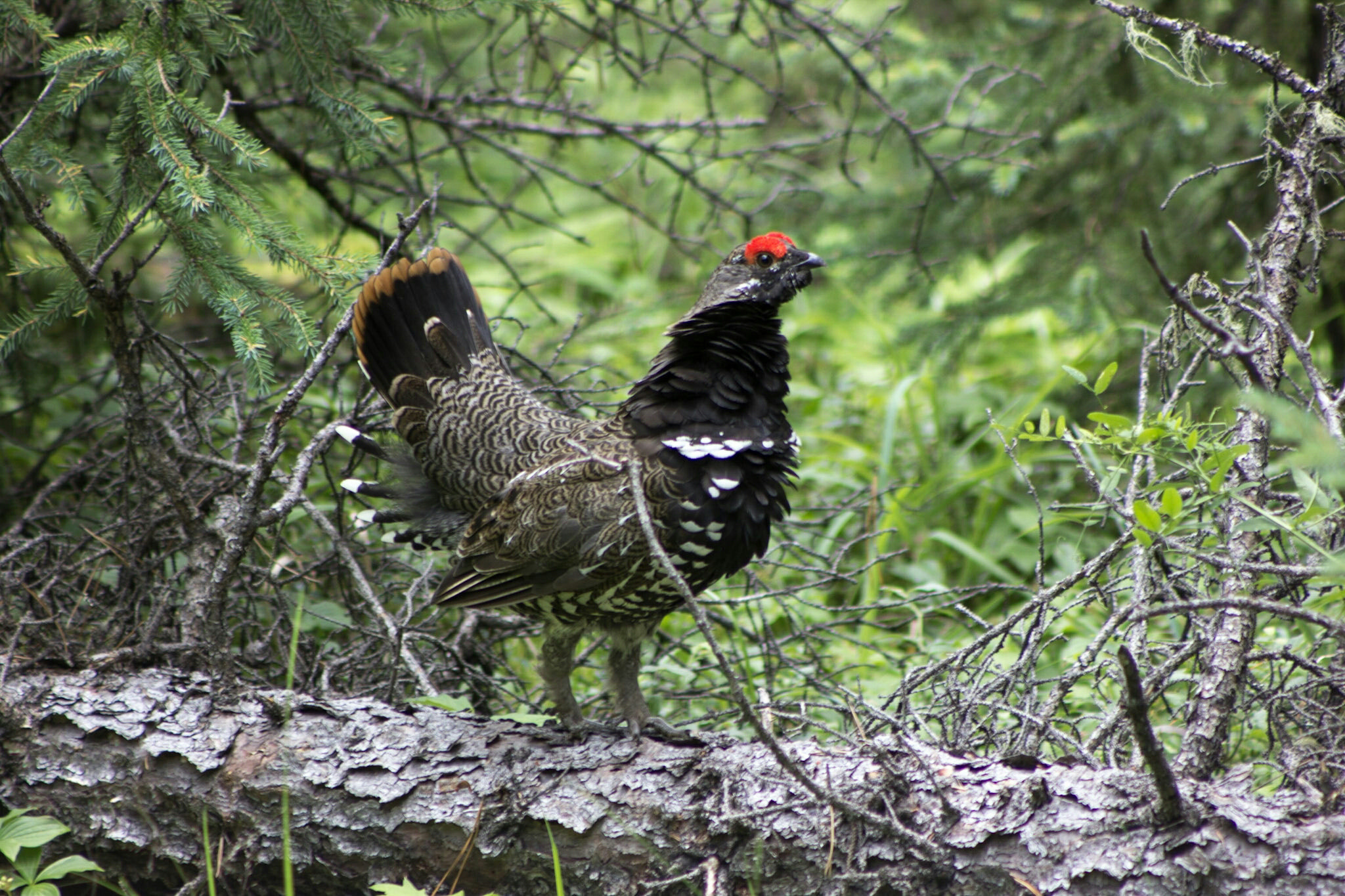 Canon EF 75-300mm f/4-5.6 USM sample photo. Pheasant photography