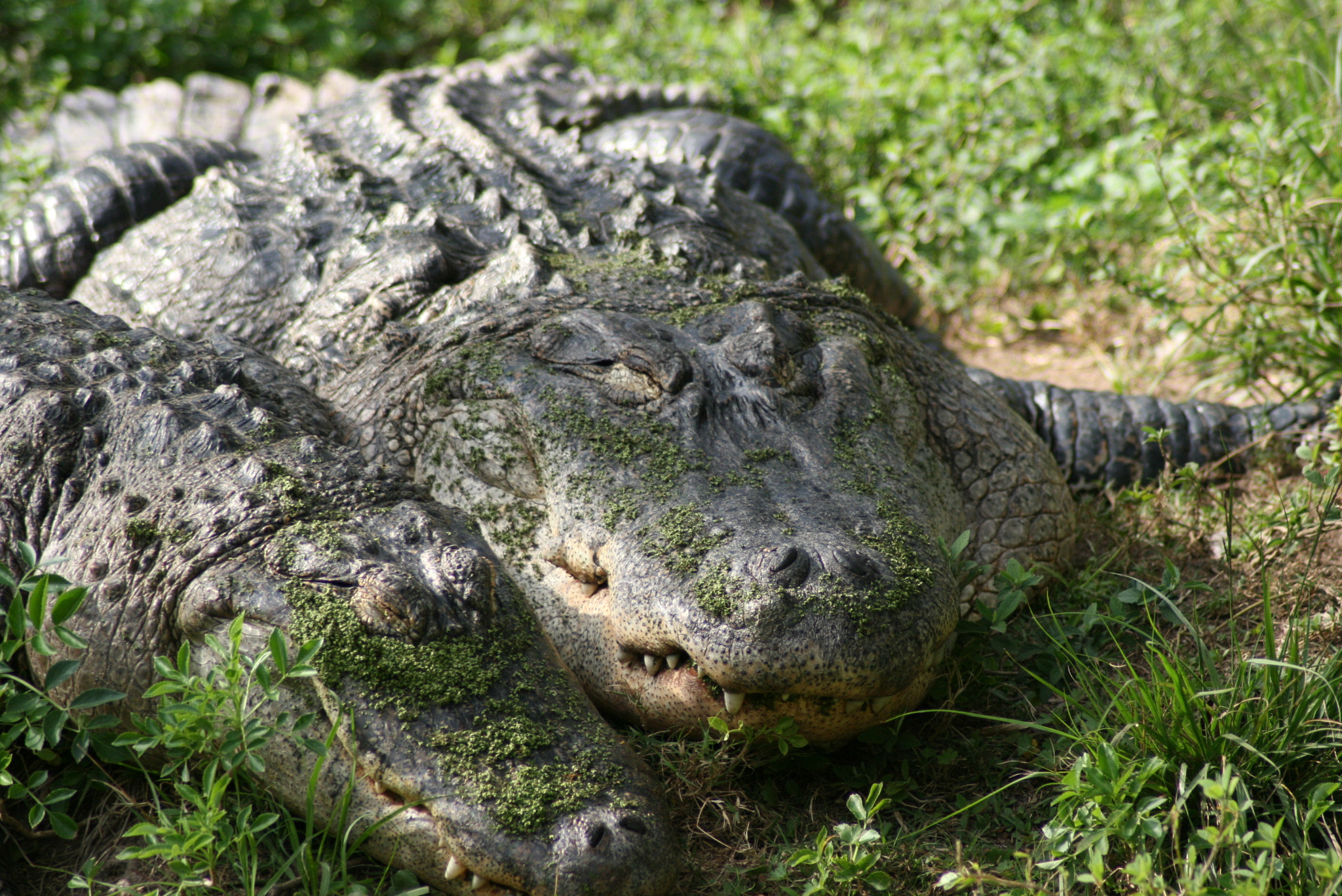 Canon EOS 400D (EOS Digital Rebel XTi / EOS Kiss Digital X) sample photo. Alligator x 2 photography