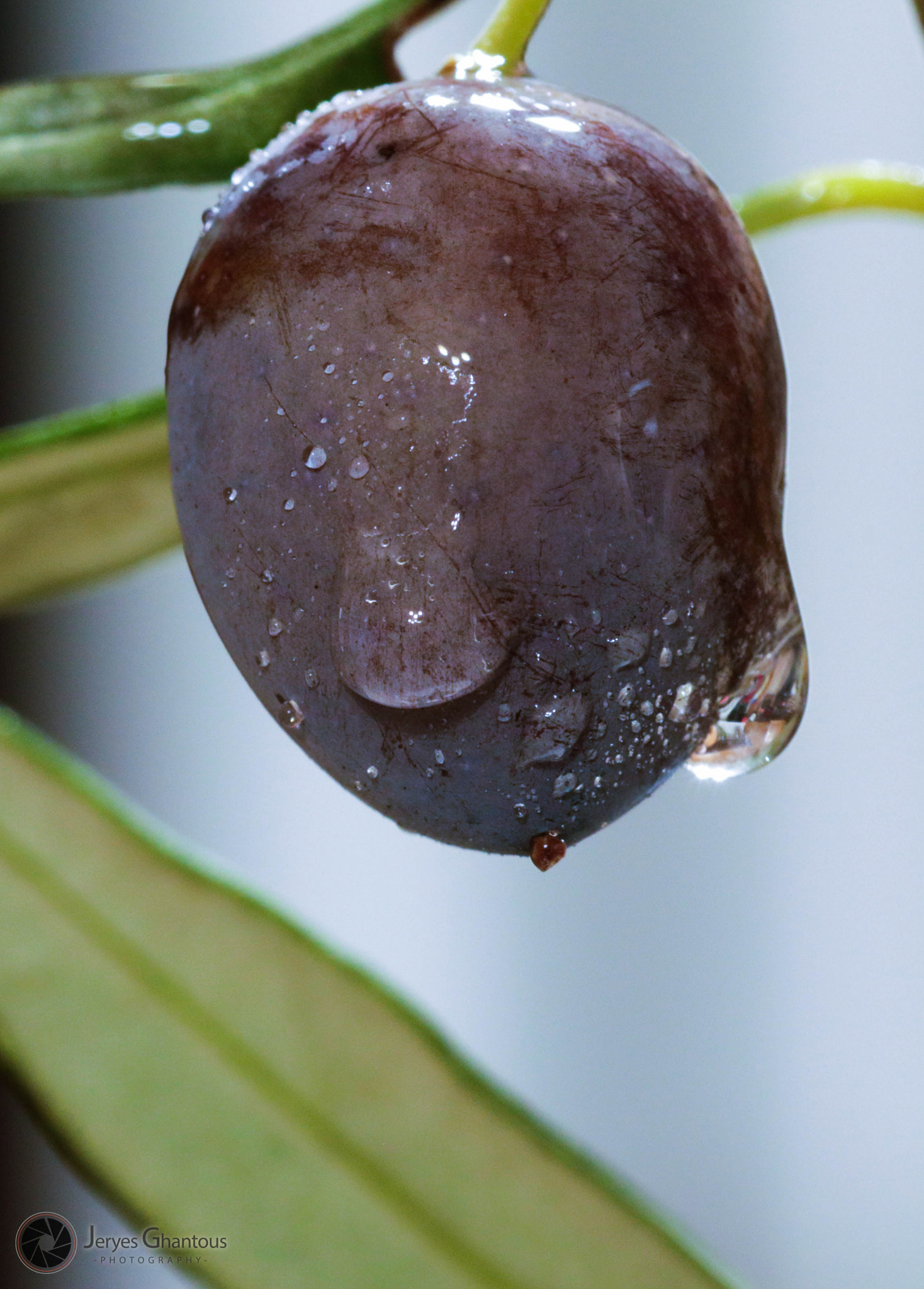 Sigma 150mm f/2.8 EX DG OS HSM APO Macro sample photo. Fresh olive photography