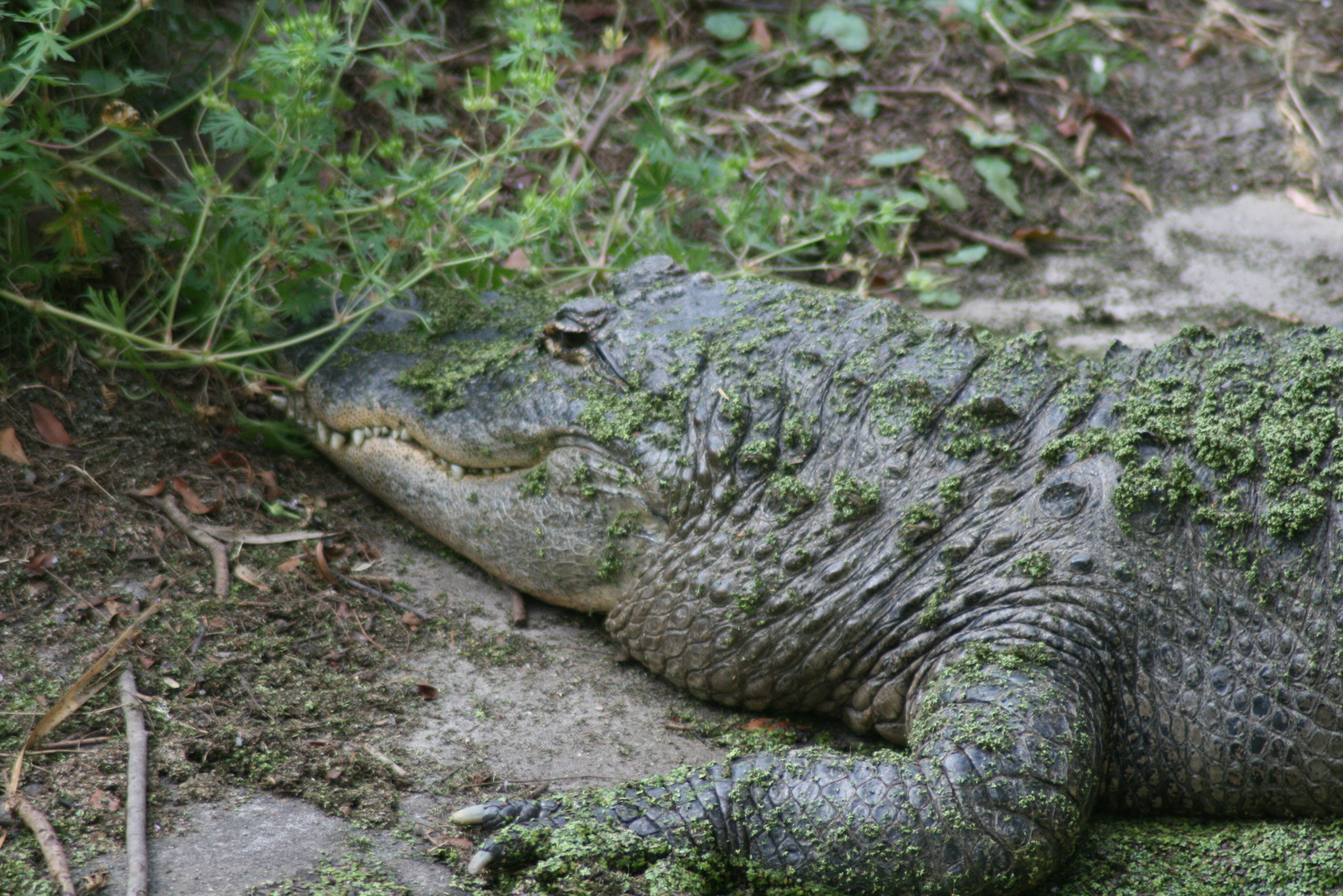 Canon EOS 400D (EOS Digital Rebel XTi / EOS Kiss Digital X) sample photo. Alligator photography