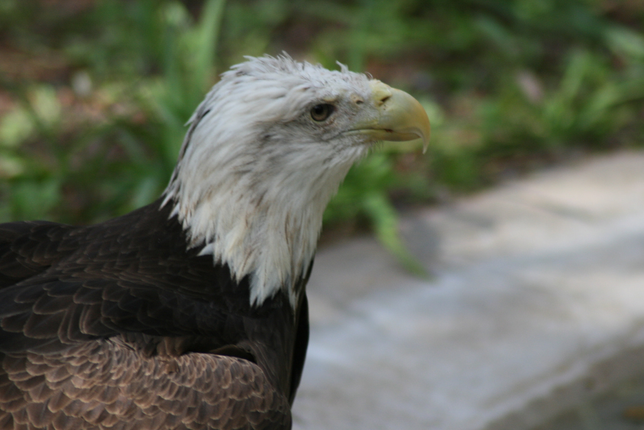 Canon EOS 400D (EOS Digital Rebel XTi / EOS Kiss Digital X) sample photo. Bald eagle photography
