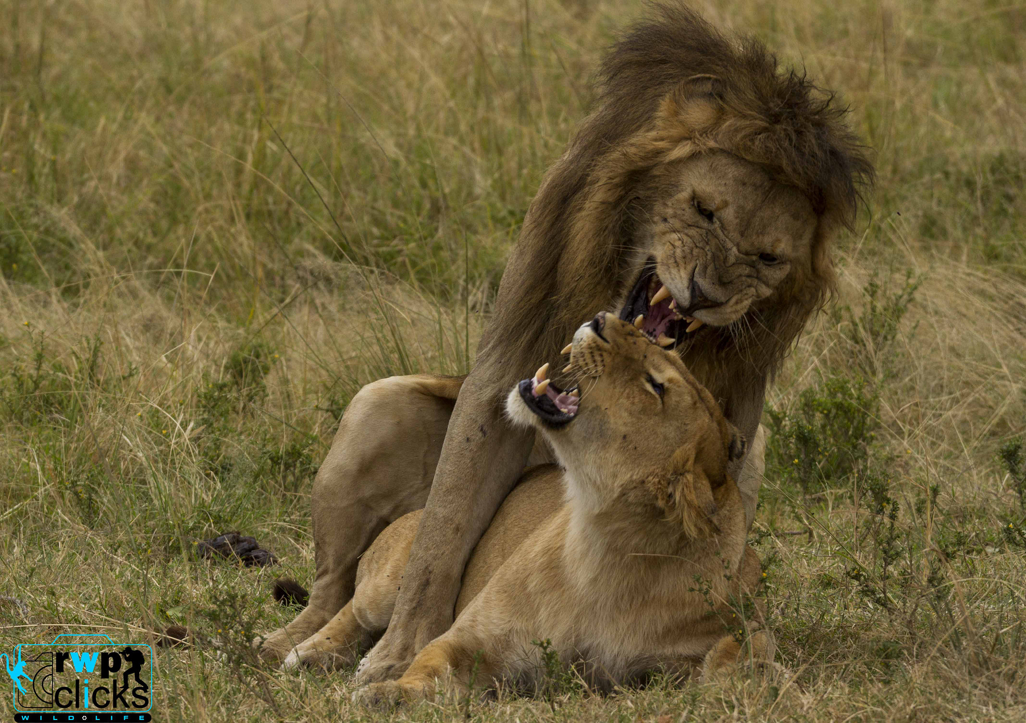 150-600mm F5-6.3 DG OS HSM | Sports 014 sample photo. Mating lions - masai mara  photography