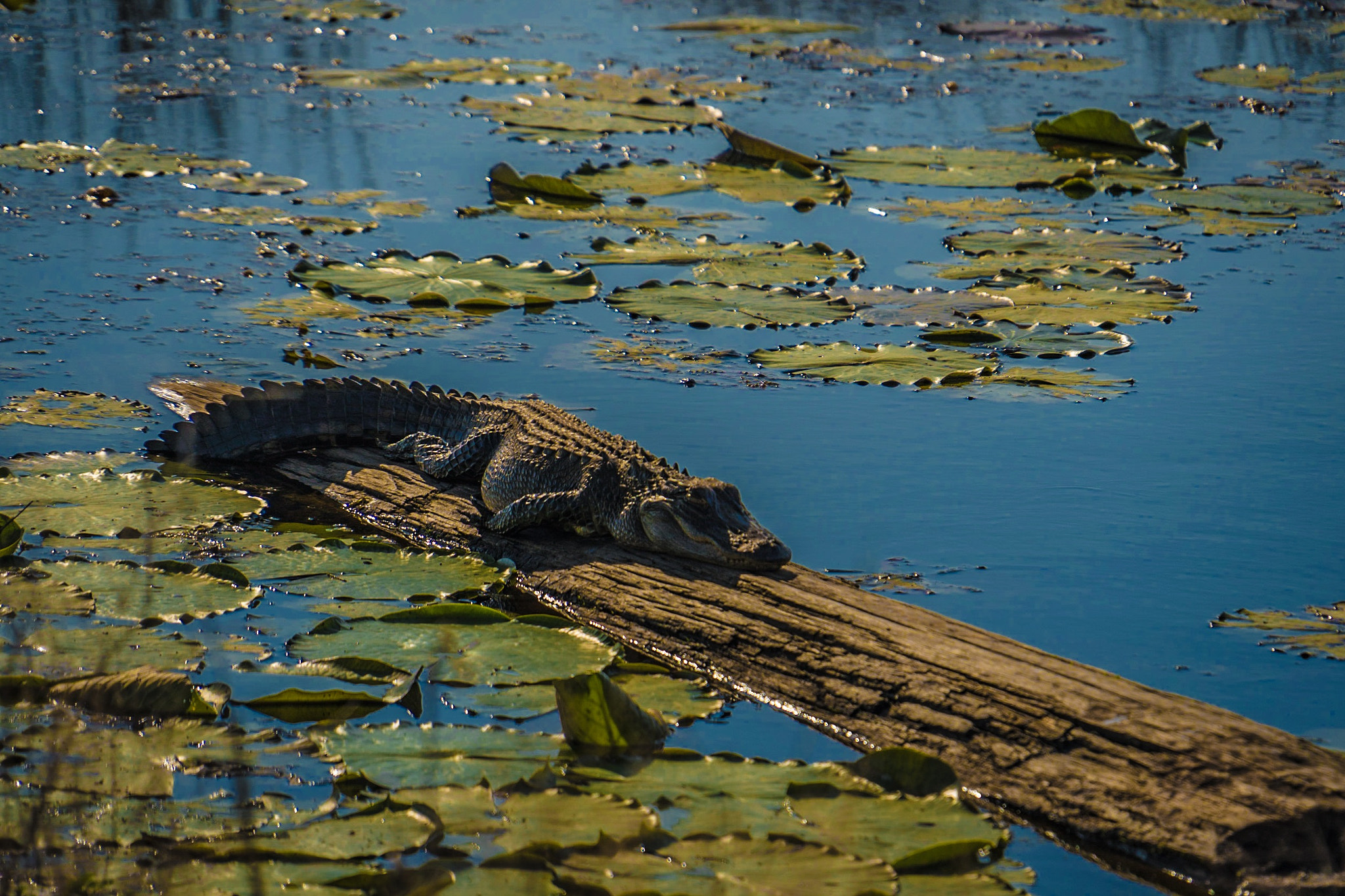 Sony E PZ 18-200mm F3.5-6.3 OSS sample photo. Taken at savanah national wildlife preserve. photography