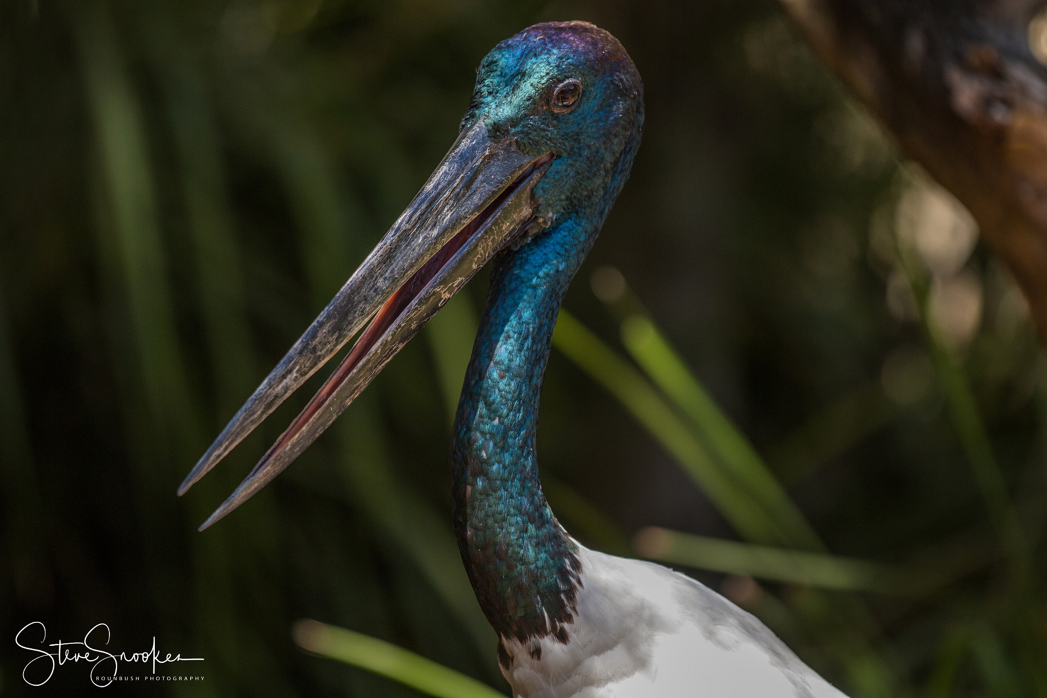 Canon EF 70-200mm F2.8L IS II USM sample photo