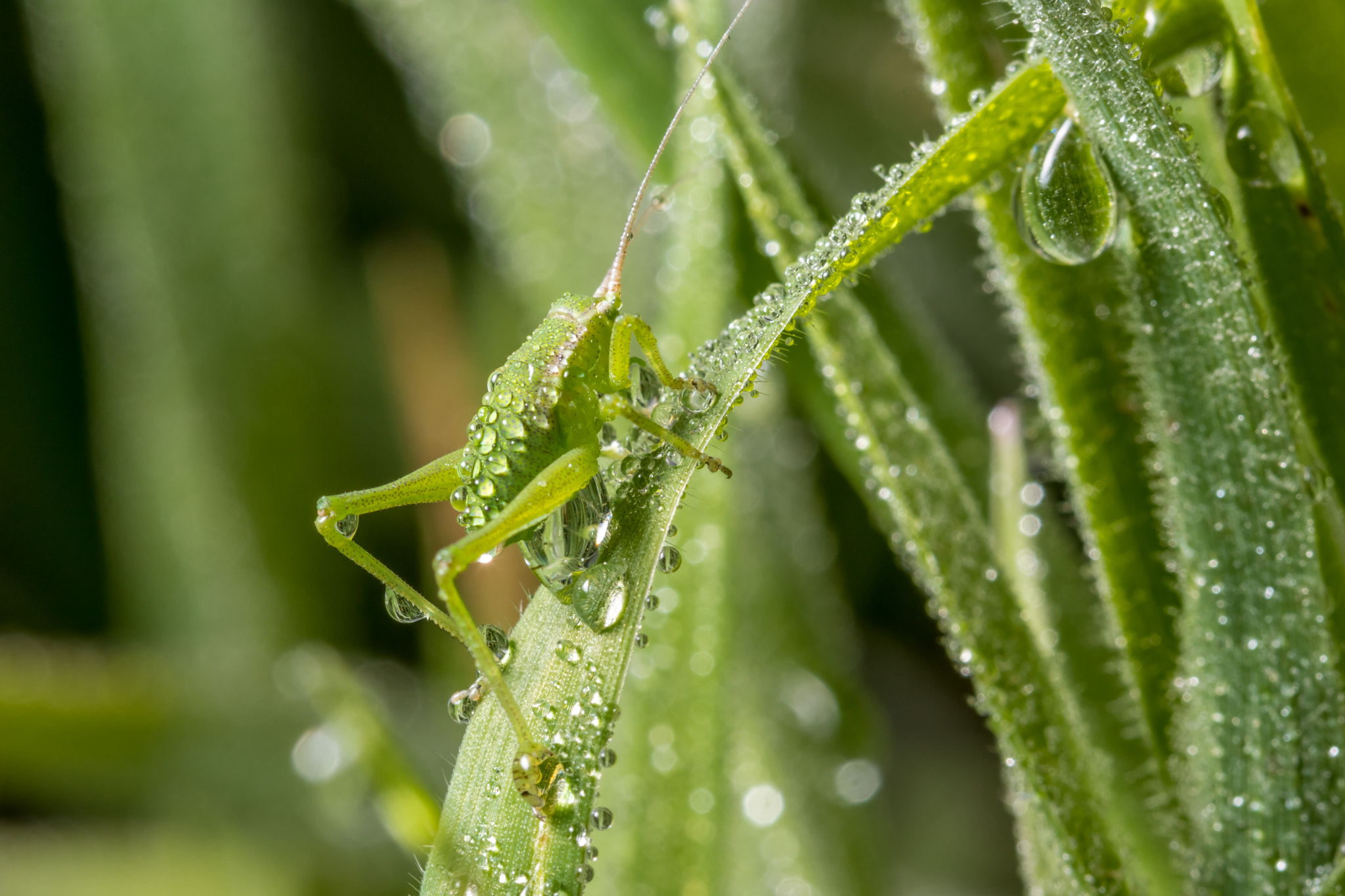 Canon EF 100mm F2.8 Macro USM sample photo. Macro world photography