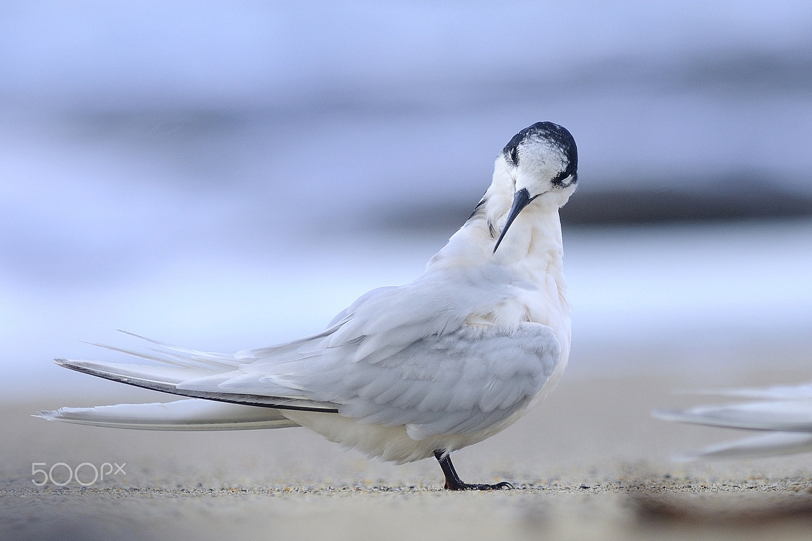 Nikon AF-S Nikkor 300mm F2.8G ED VR II sample photo. White-fronted tern photography