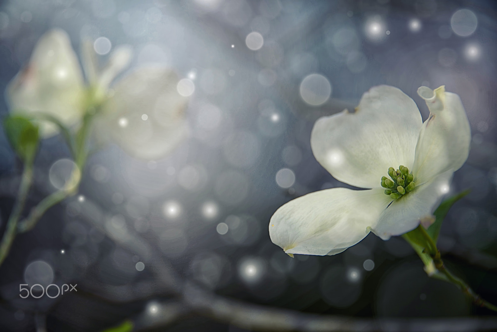 Nikon D800E sample photo. My sweet love photography