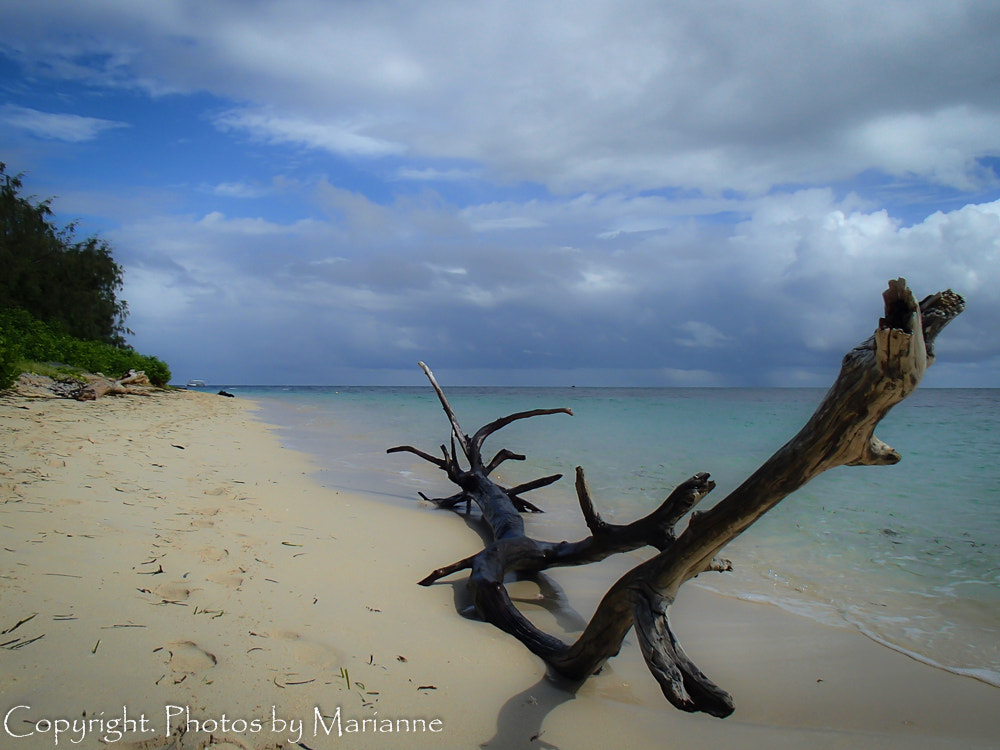 Olympus TG-820 sample photo. Driftwood on beach photography