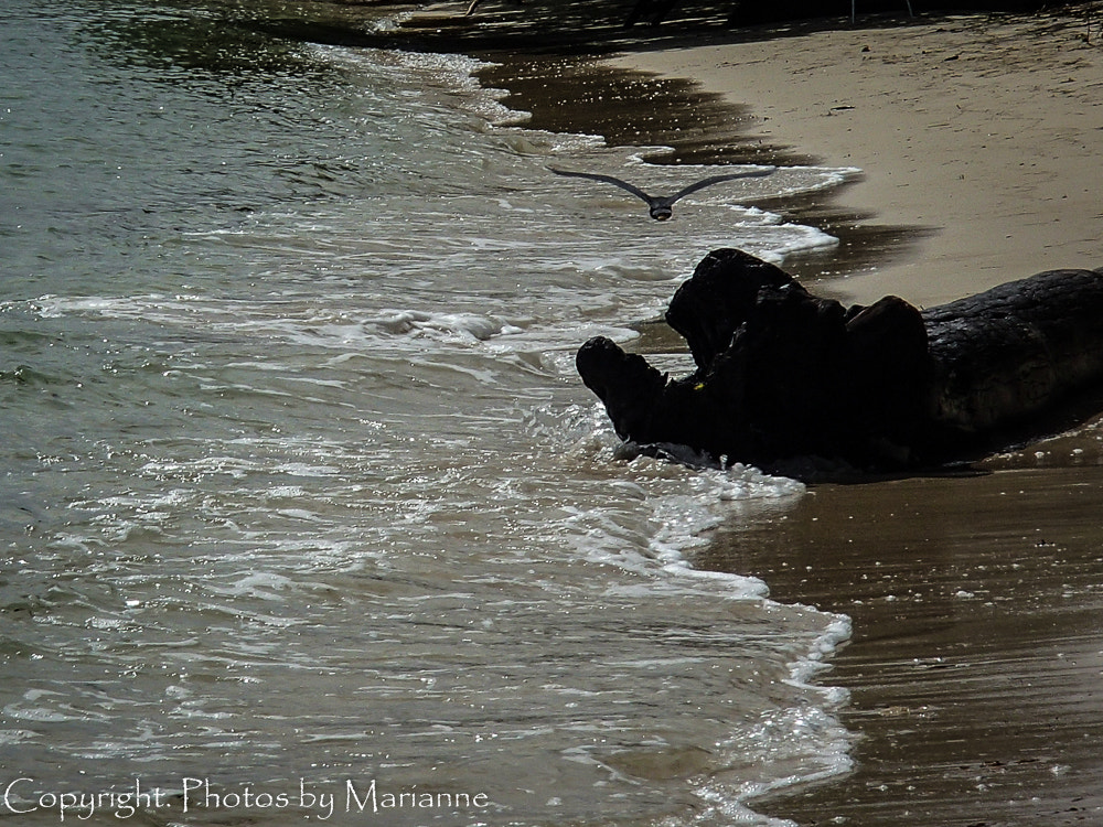 Olympus TG-820 sample photo. Seagull and driftwood photography