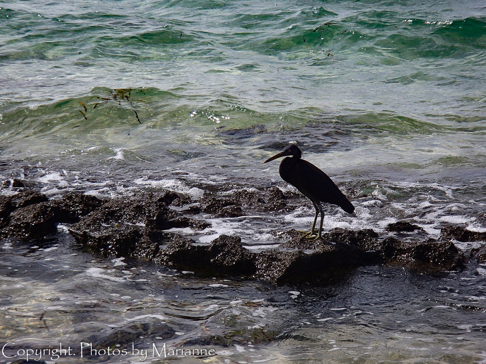 Olympus TG-820 sample photo. Bird on rocks photography