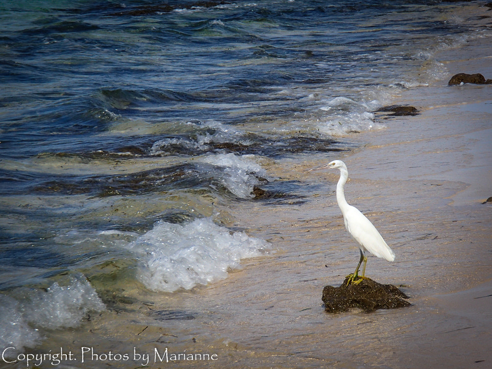 Olympus TG-820 sample photo. White bird on beach photography