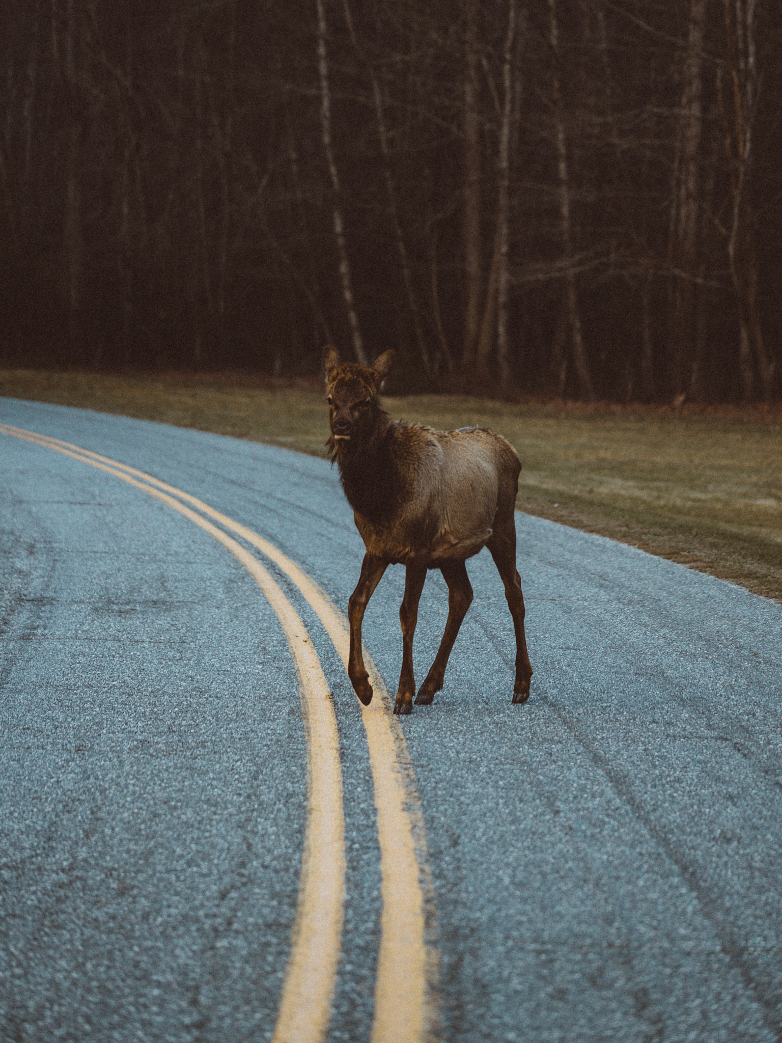 Sony a7S + Sony FE 70-200mm F4 G OSS sample photo. A young elk photography