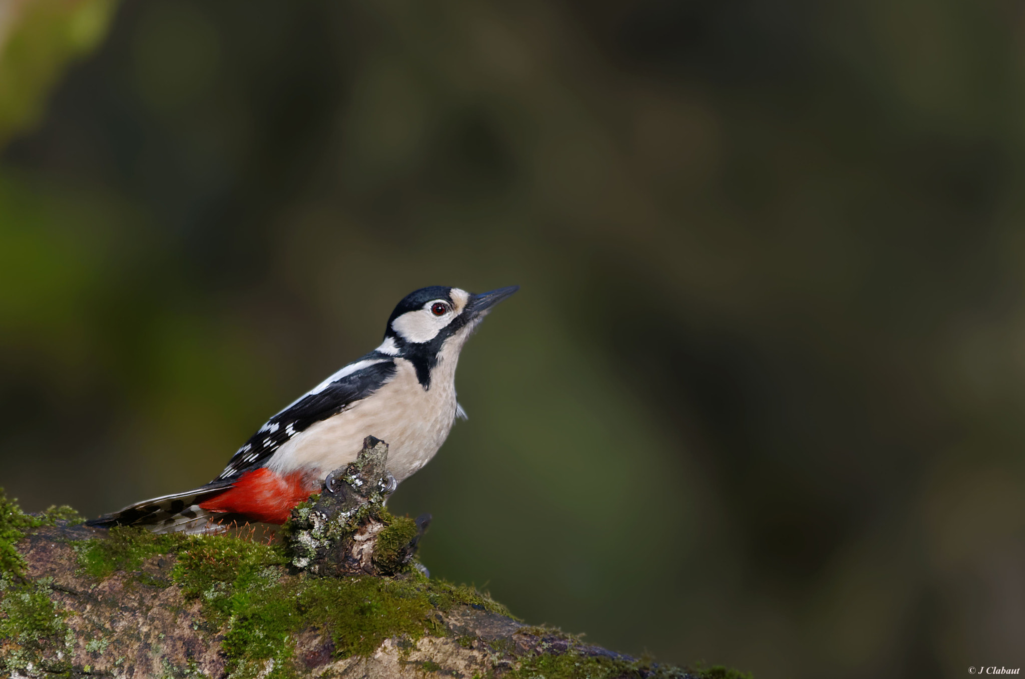 Pentax K-5 + Sigma 150-500mm F5-6.3 DG OS HSM sample photo. Pic épeiche photography